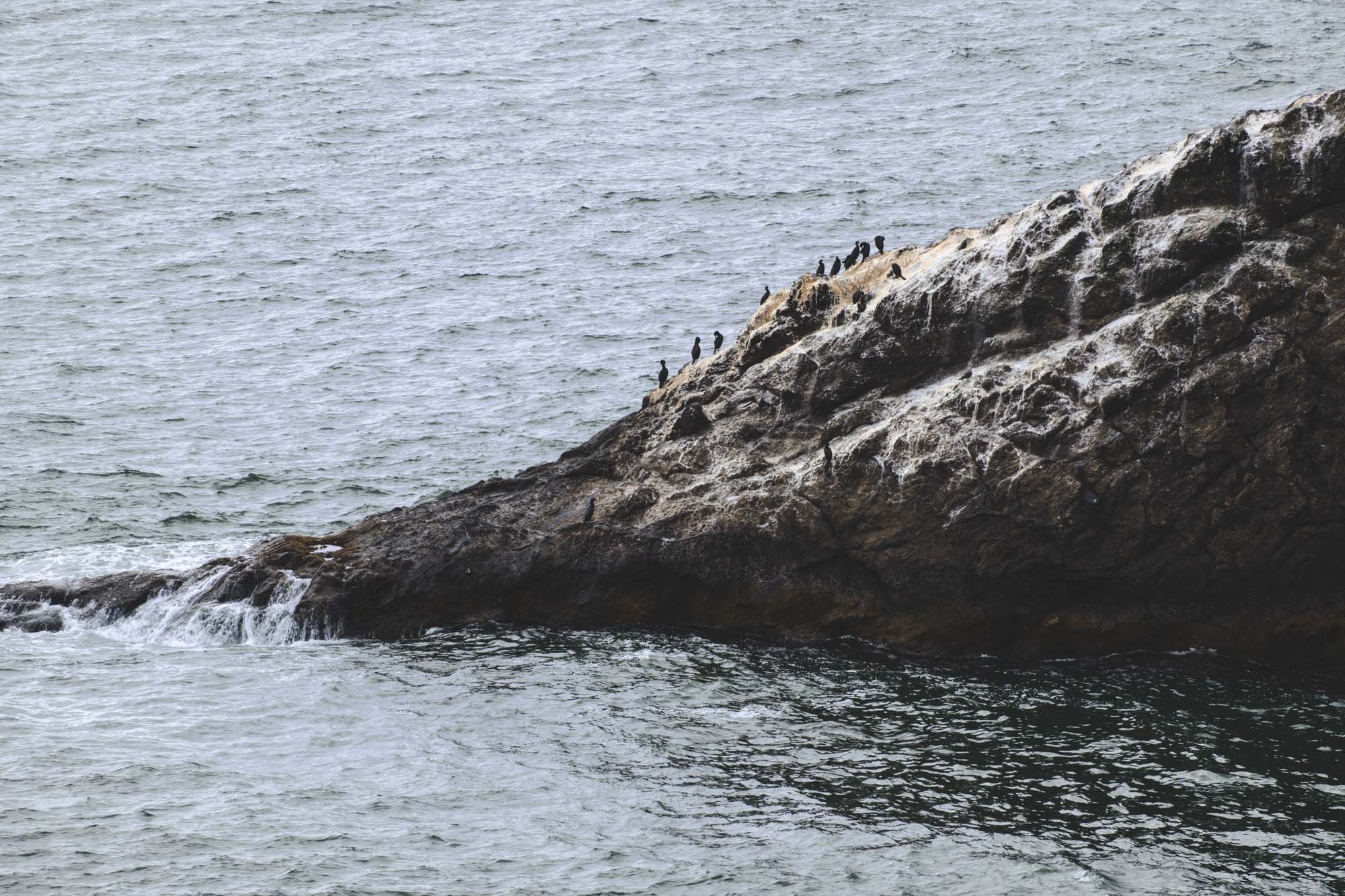 Birds and cliff face at Cape Disappointment, WA