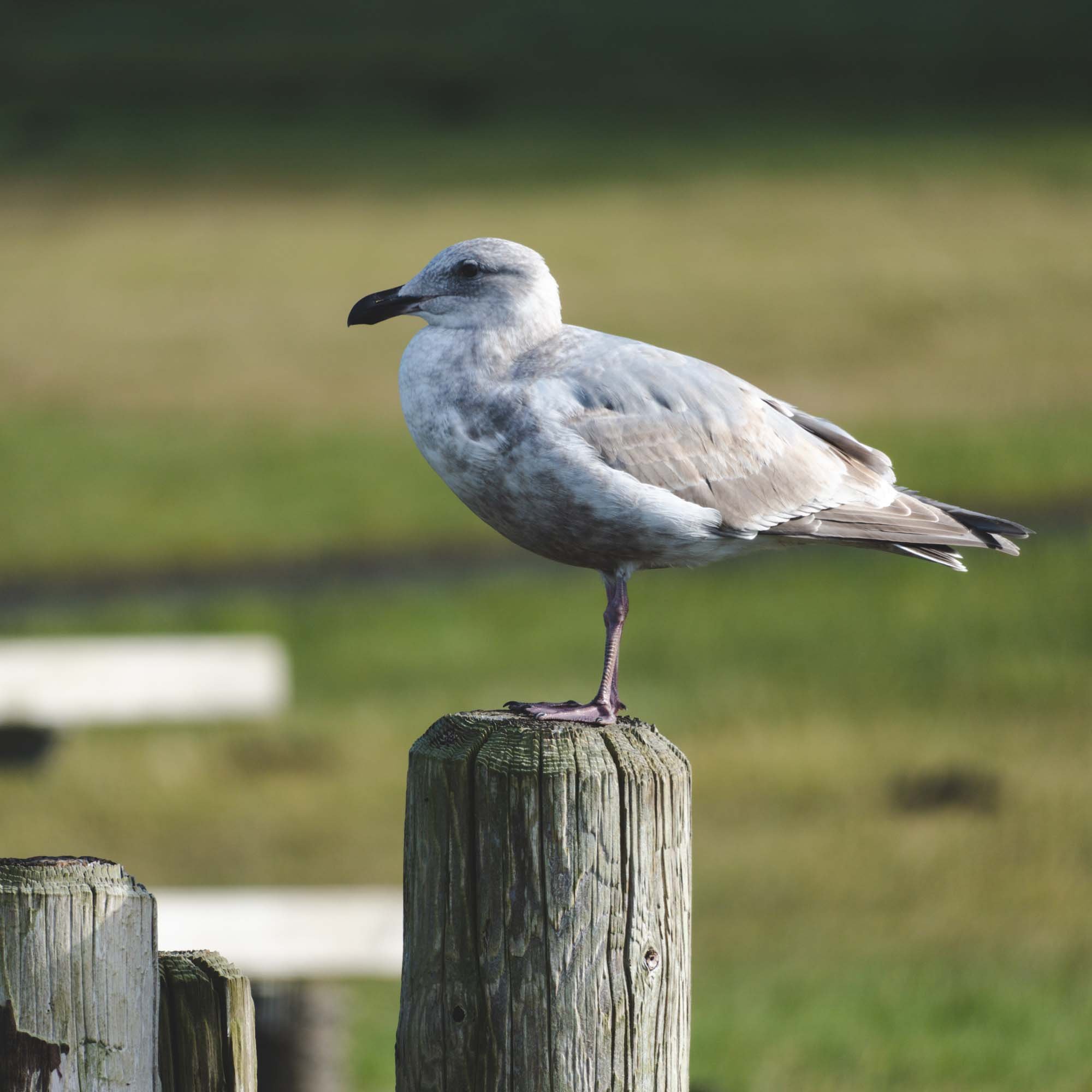 Seagull near Boiler Bay (Oregon)