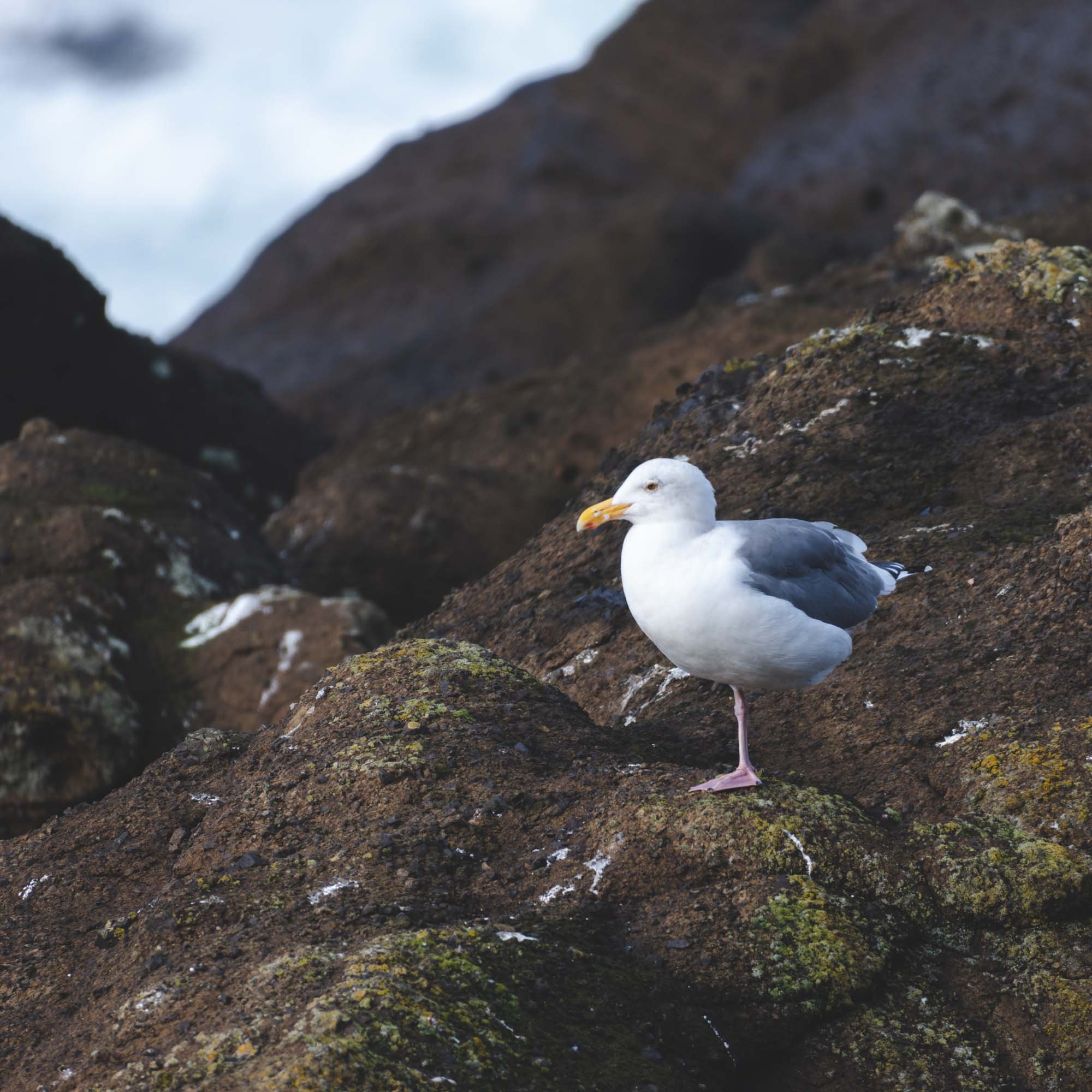 Seagull on a cliff in Boiler Bay (Oregon)