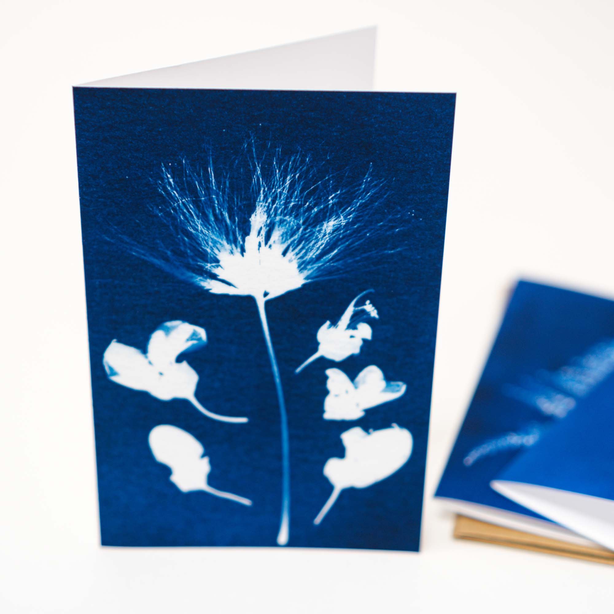 Cyanotype Notecard Set