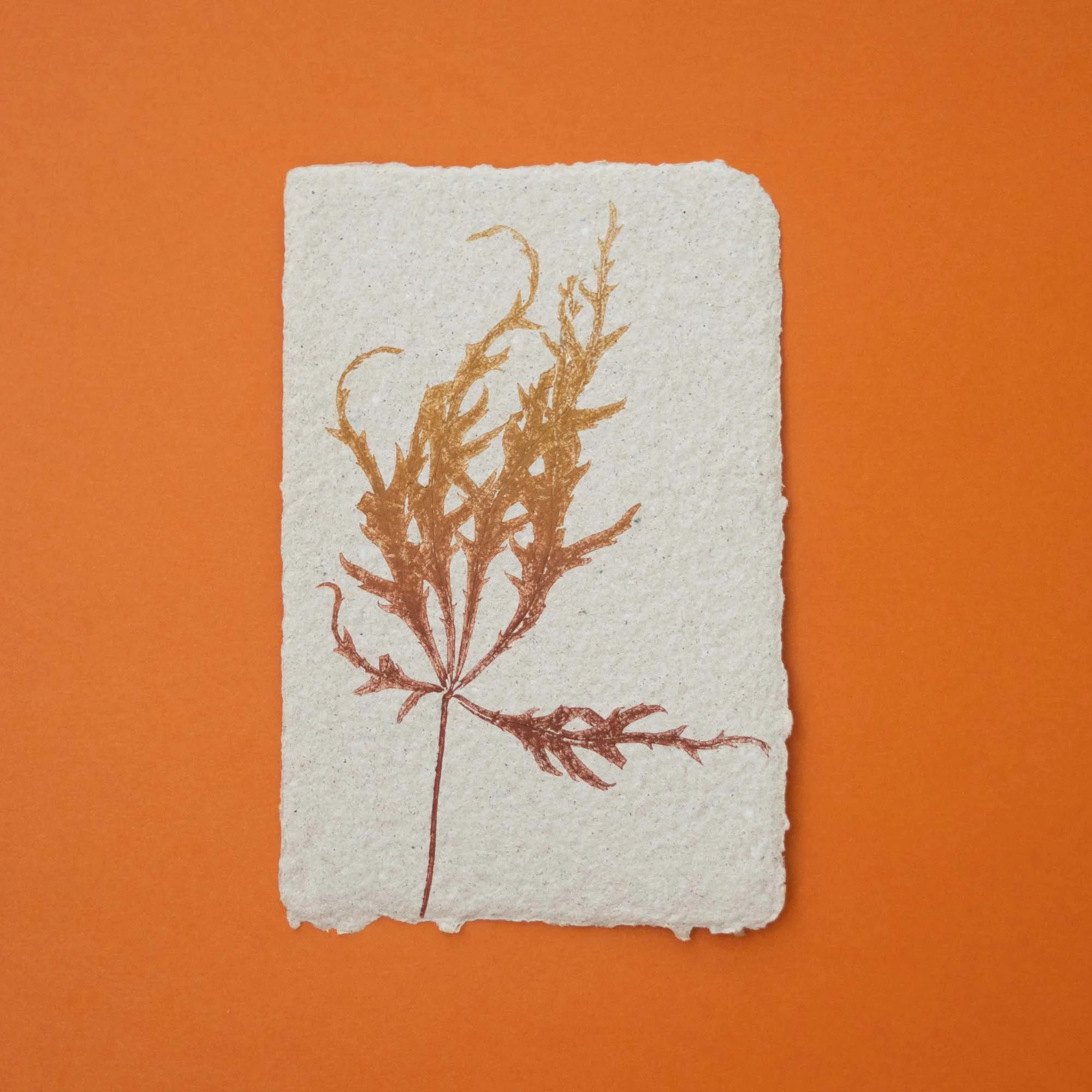 Botanical Ink Monoprint