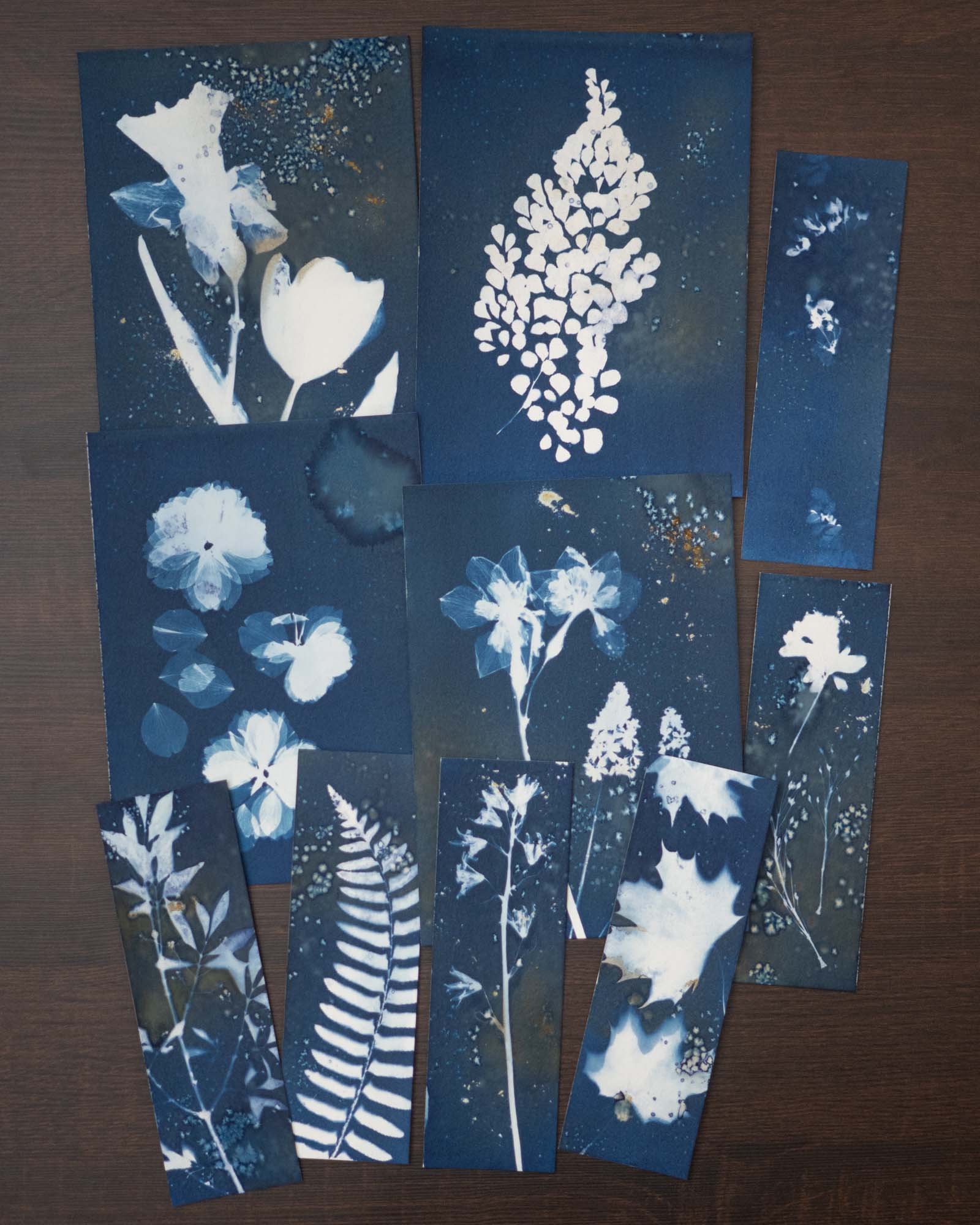 Group of Wet Cyanotypes