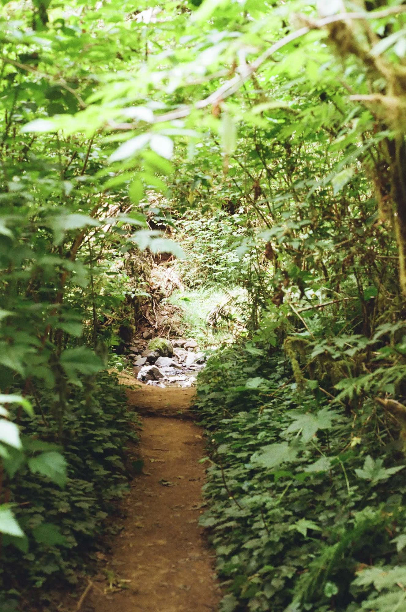 Forest near Munson Creek Falls, Tillamook, Oregon