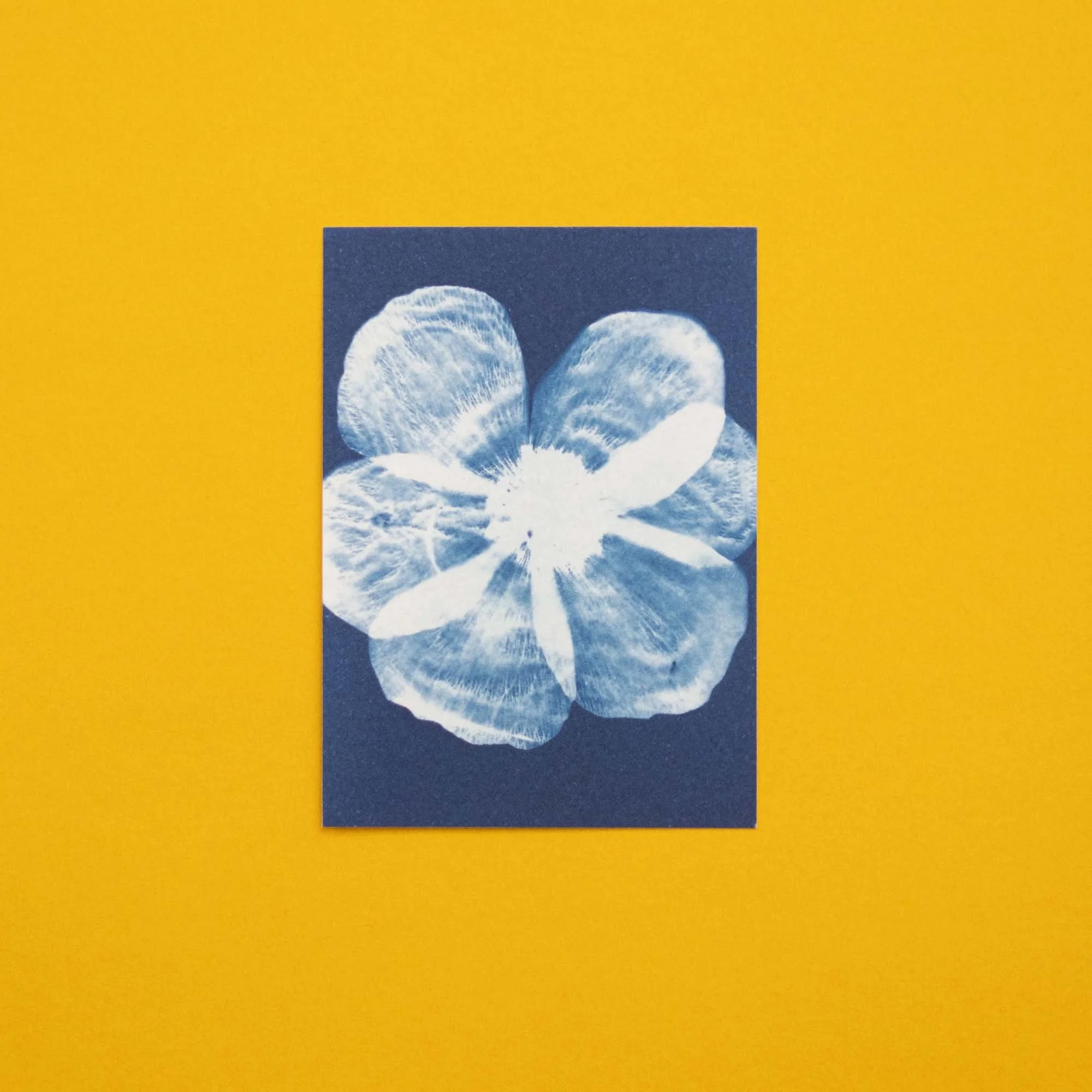 Botanical Cyanotype