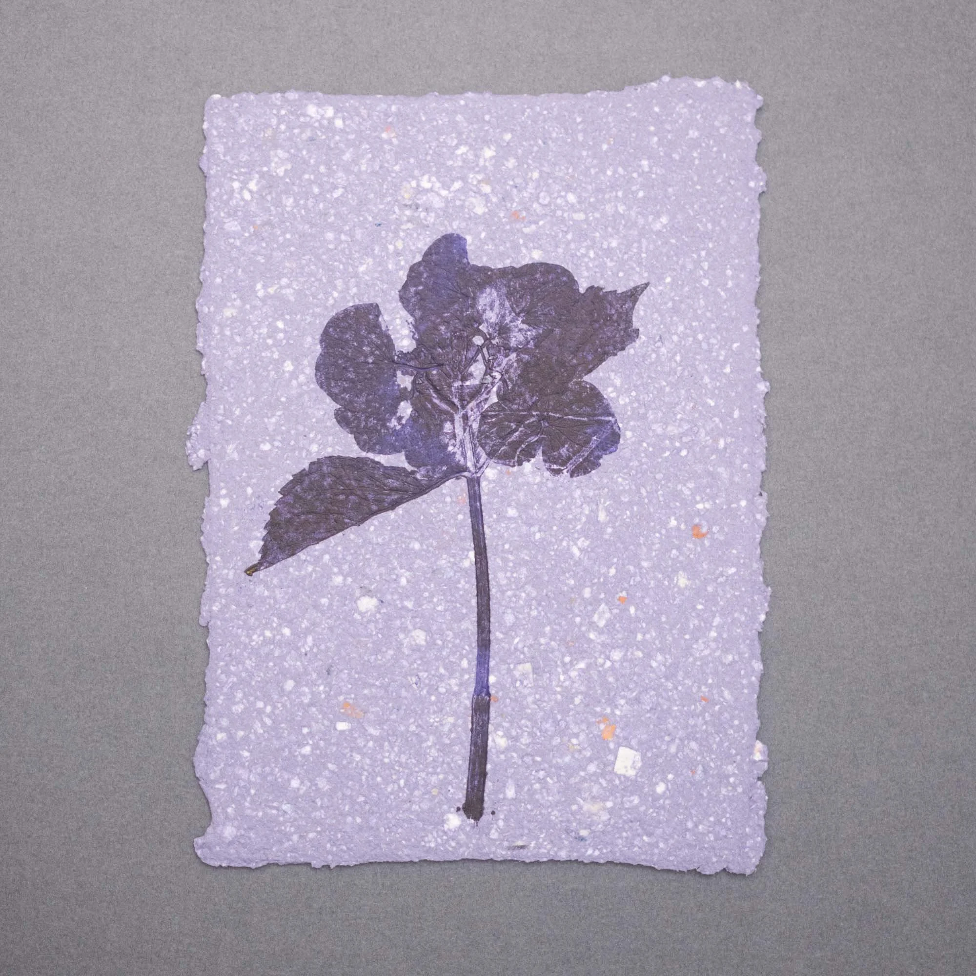 Botanical Ink Monoprint