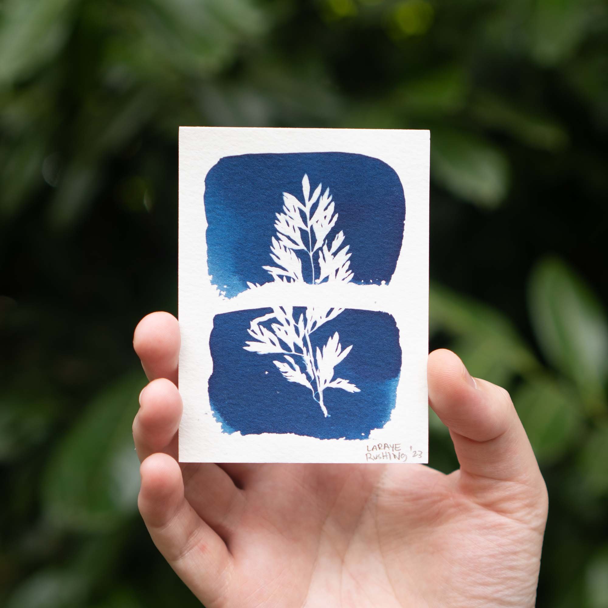 Botanical Cyanotype