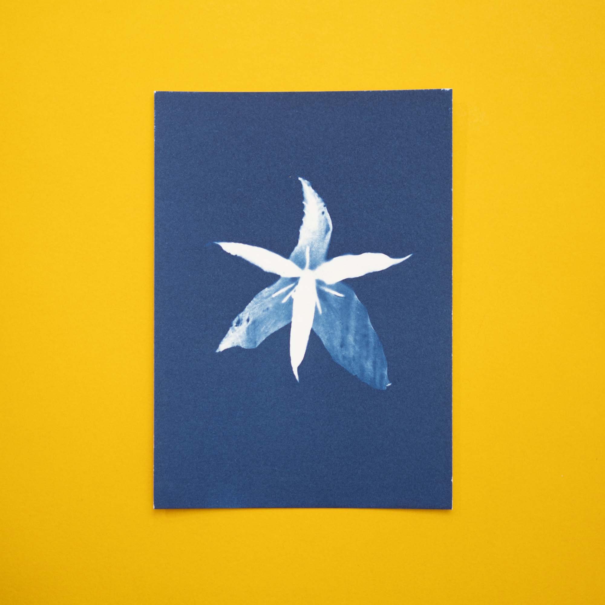 Botanical Cyanotype (25B02) (Original)