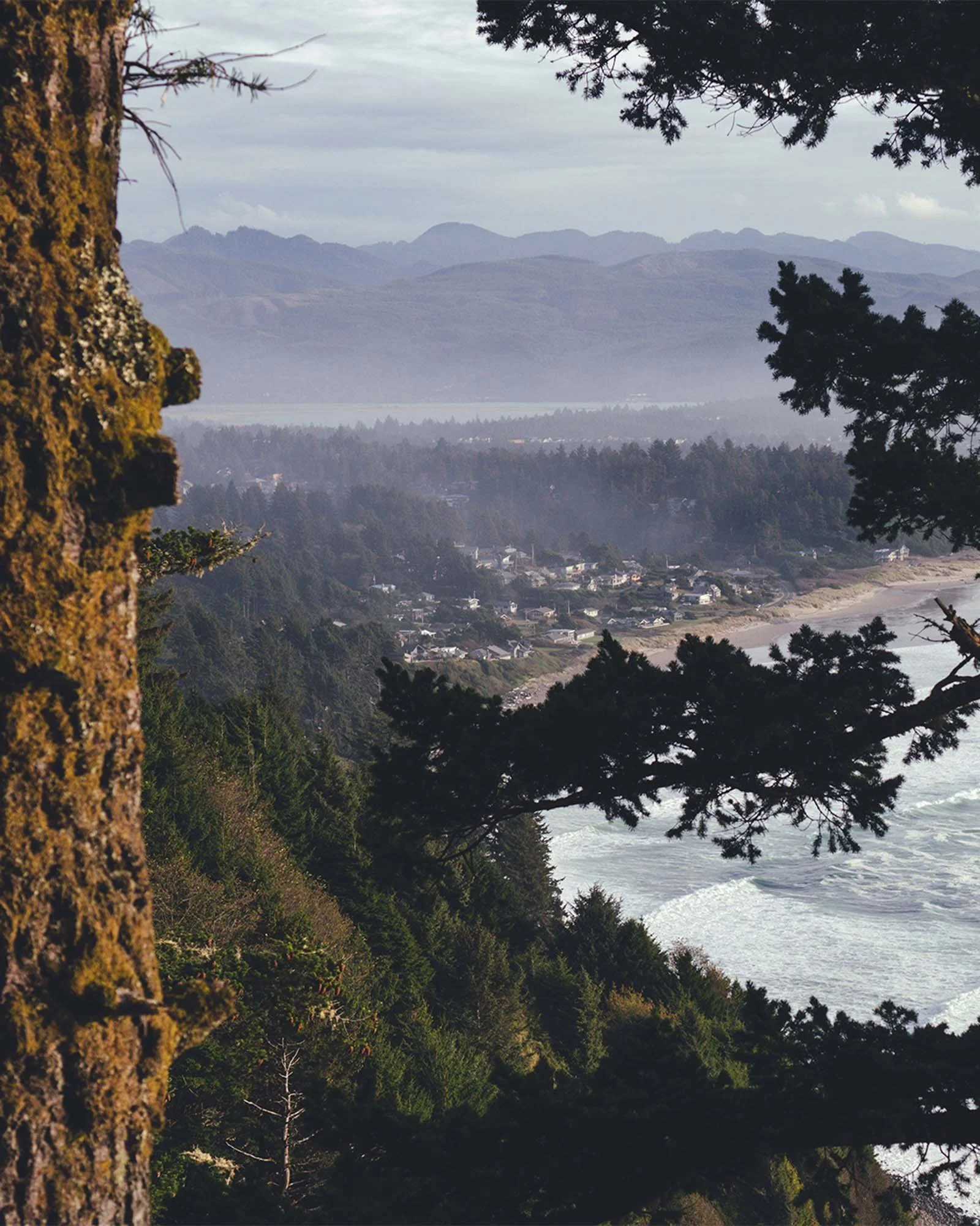 Manzanita (from Oswald West State Park)