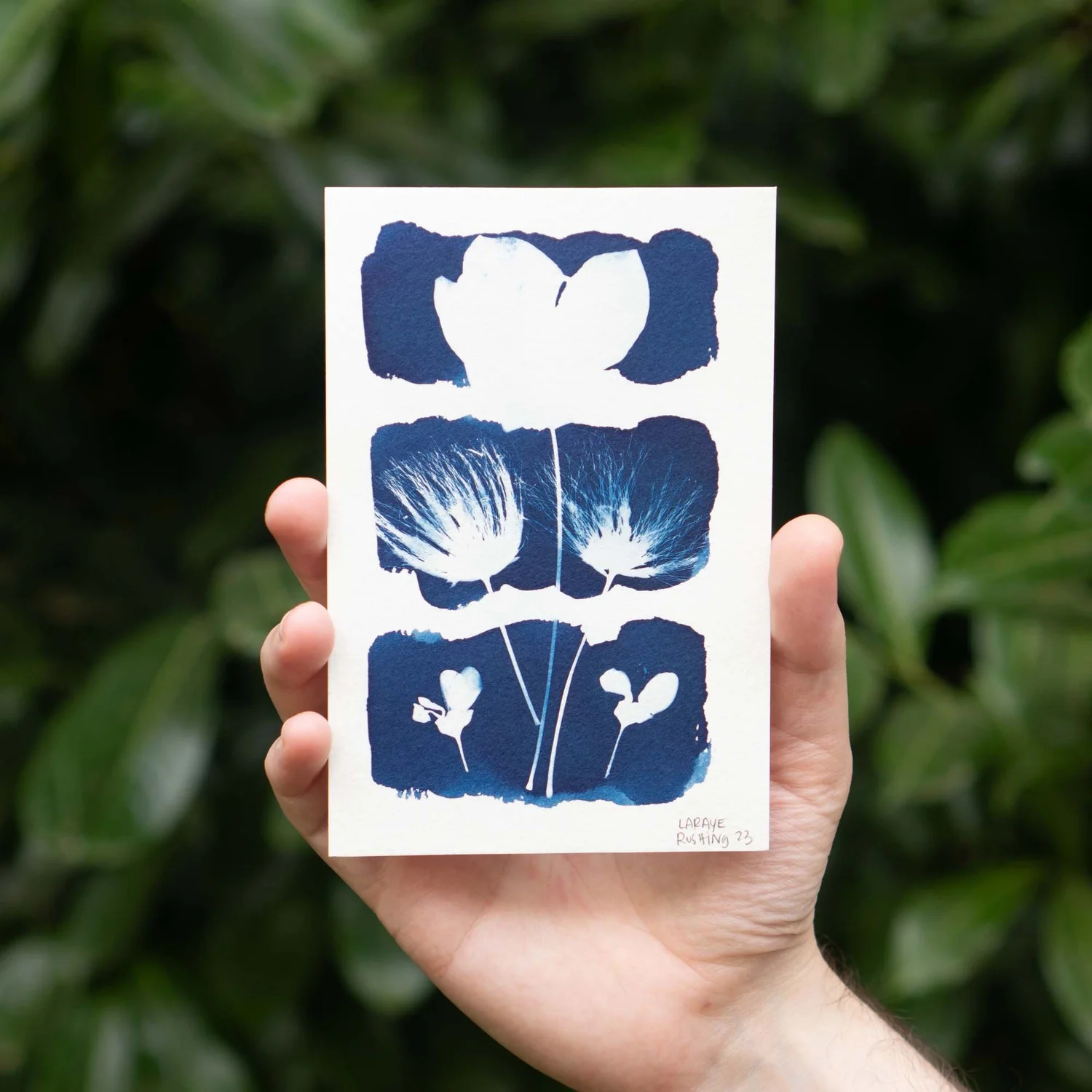 Cyanotype Dry Method — Hey LaRaye