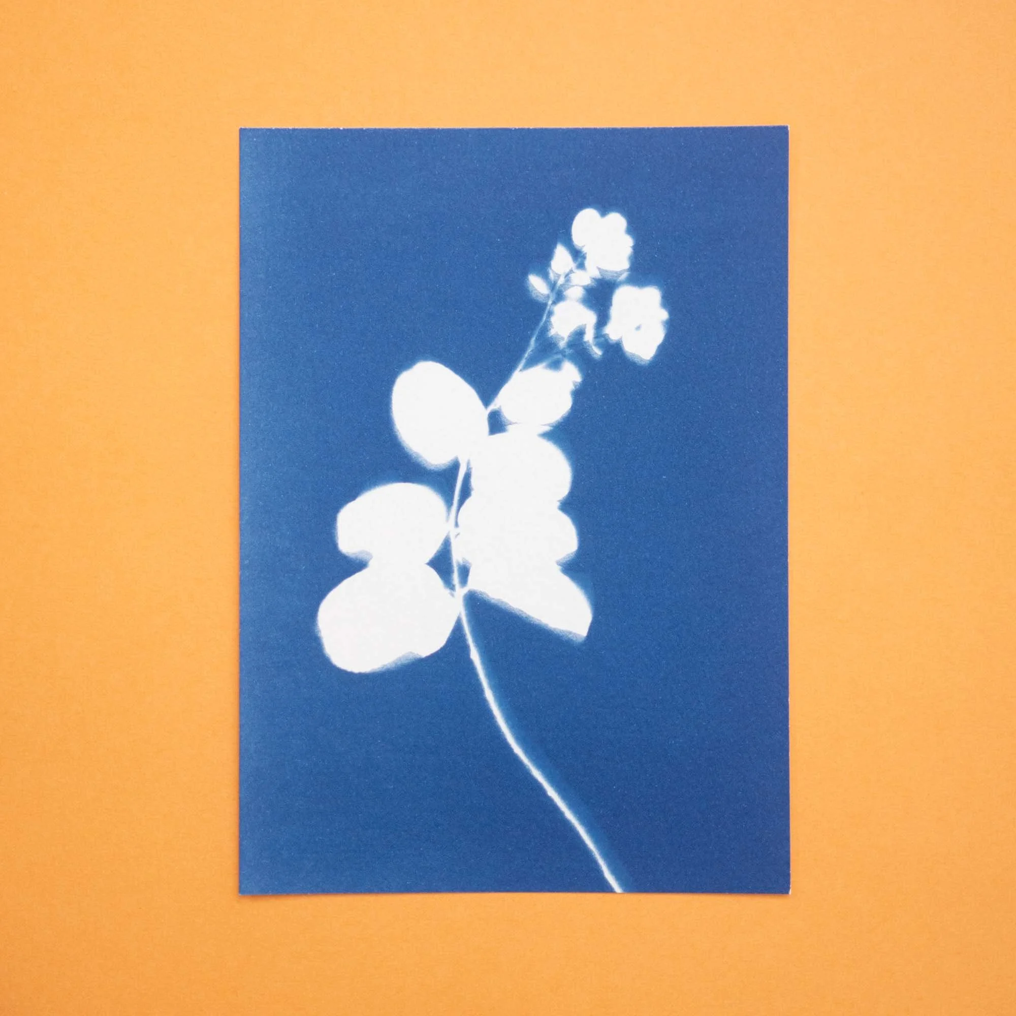 Botanical Cyanotype (26A07) (Original)