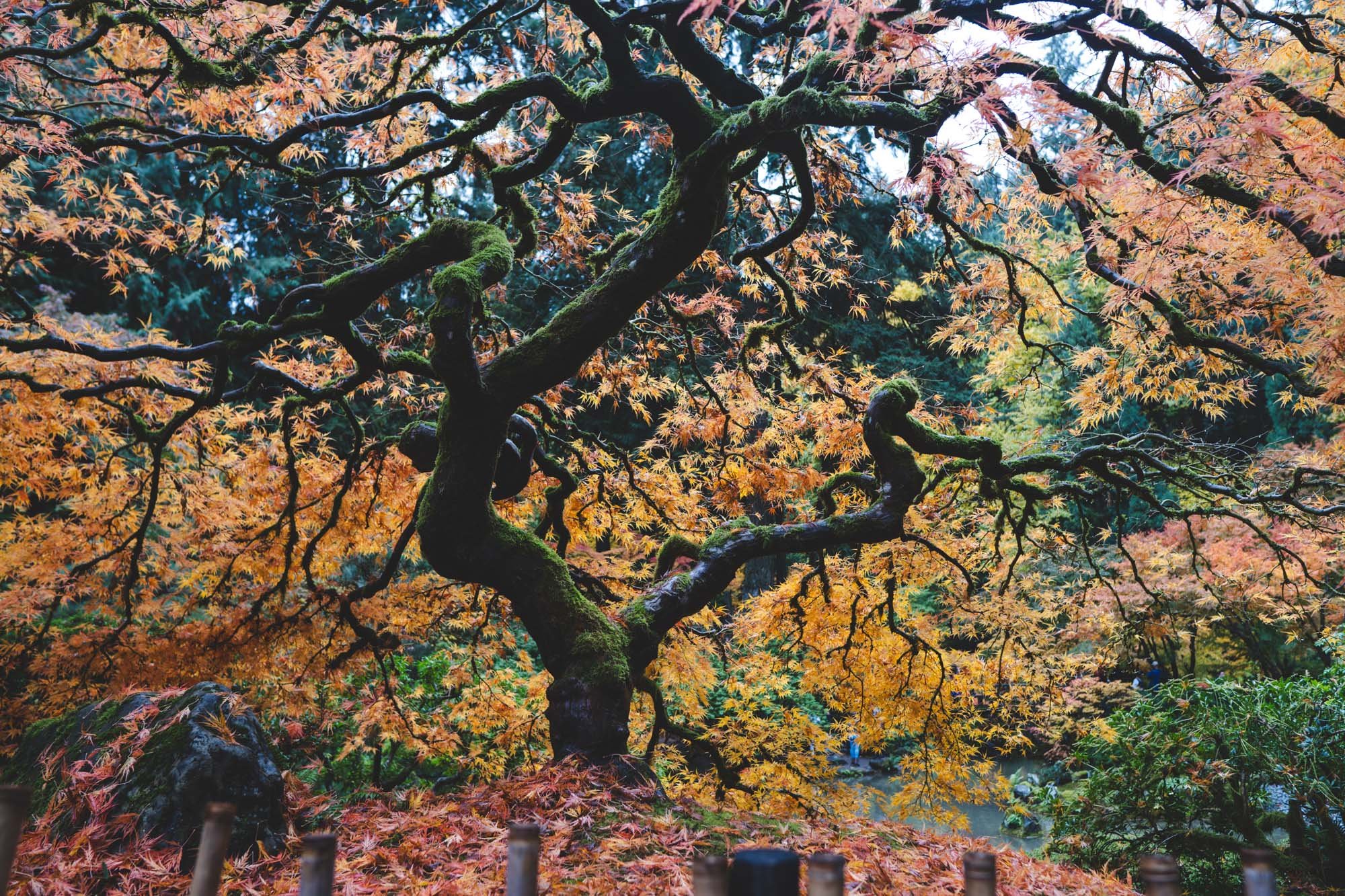 Portland Japanese Garden - 11042023 27 - web.jpg