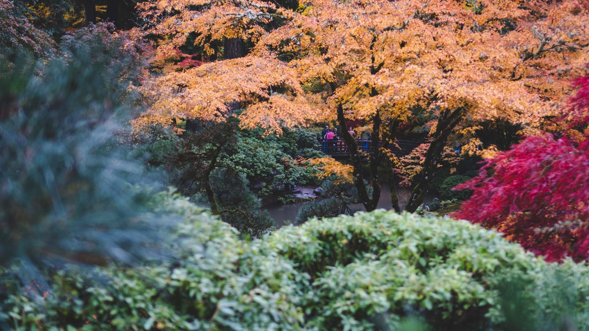 Portland Japanese Garden - 11042023 03 - web.jpg
