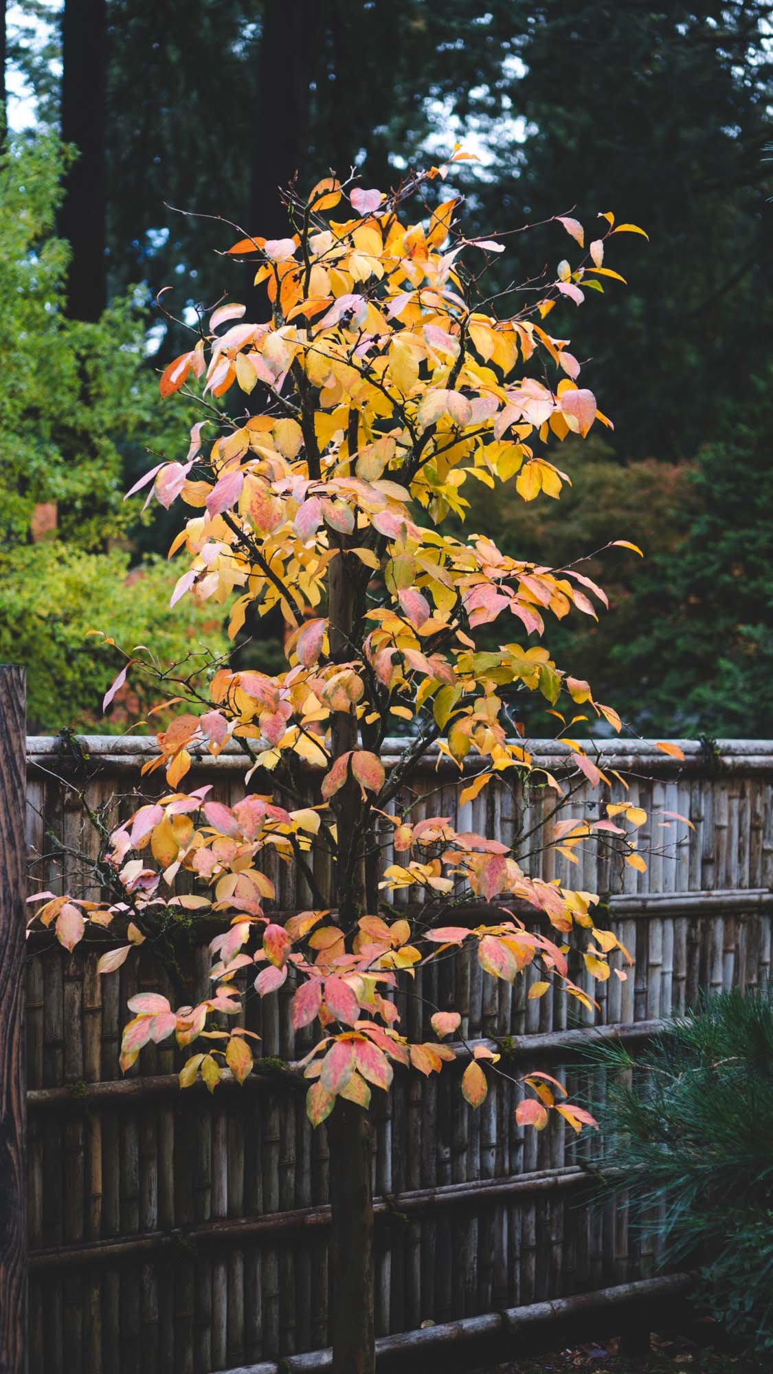 Portland Japanese Garden - 11042023 02 - web.jpg