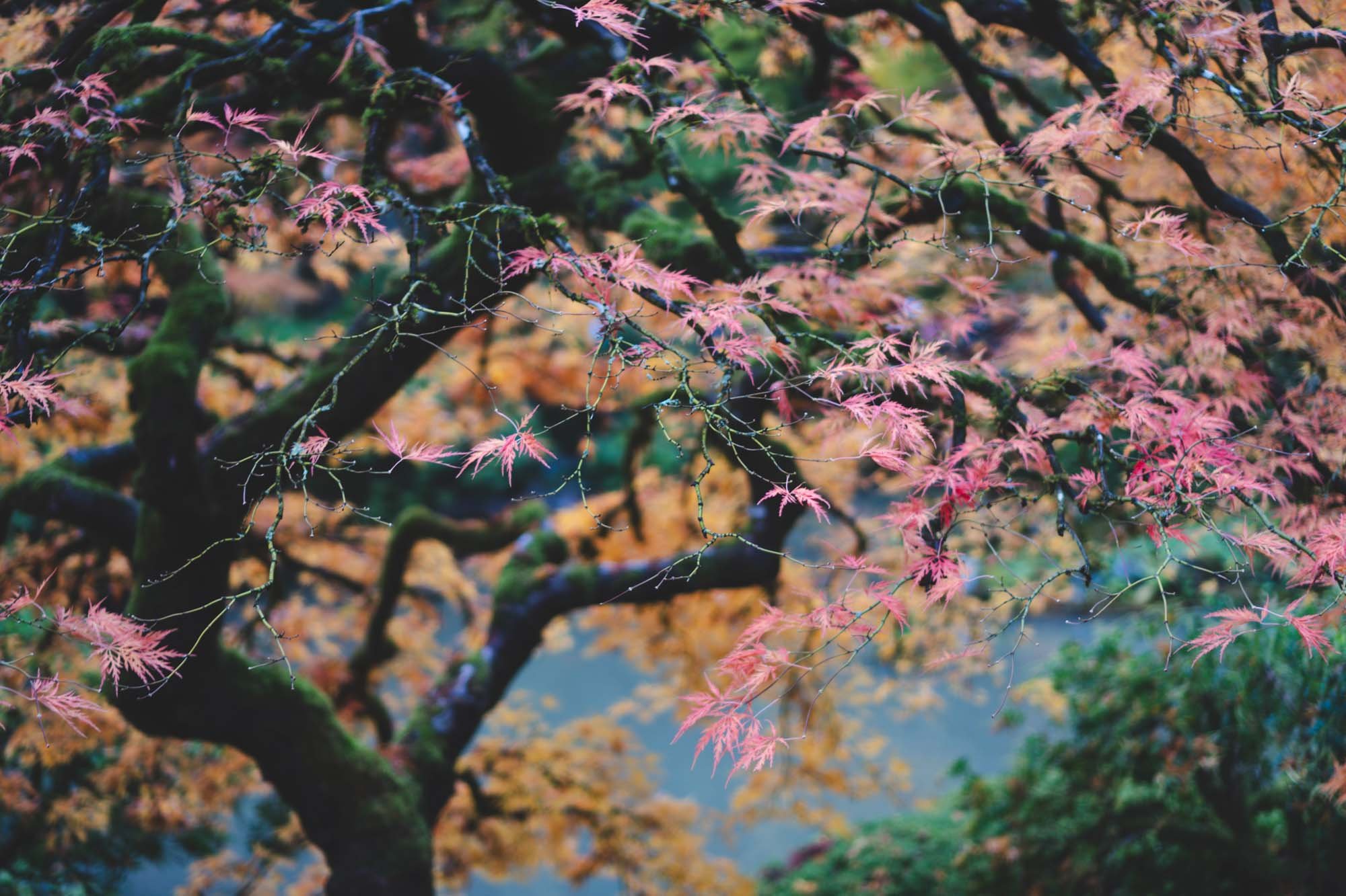 Portland Japanese Garden - 11042023 29 - web.jpg