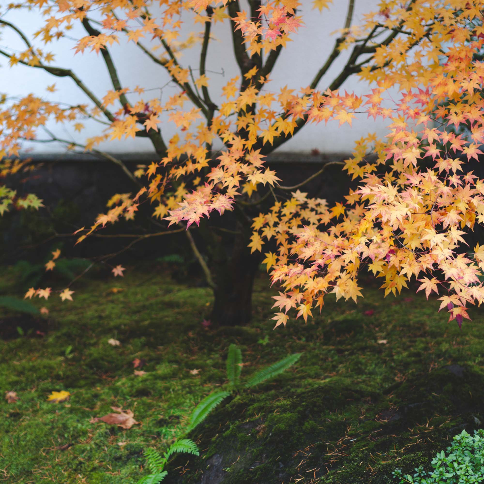 Portland Japanese Garden - 11042023 01 - web.jpg