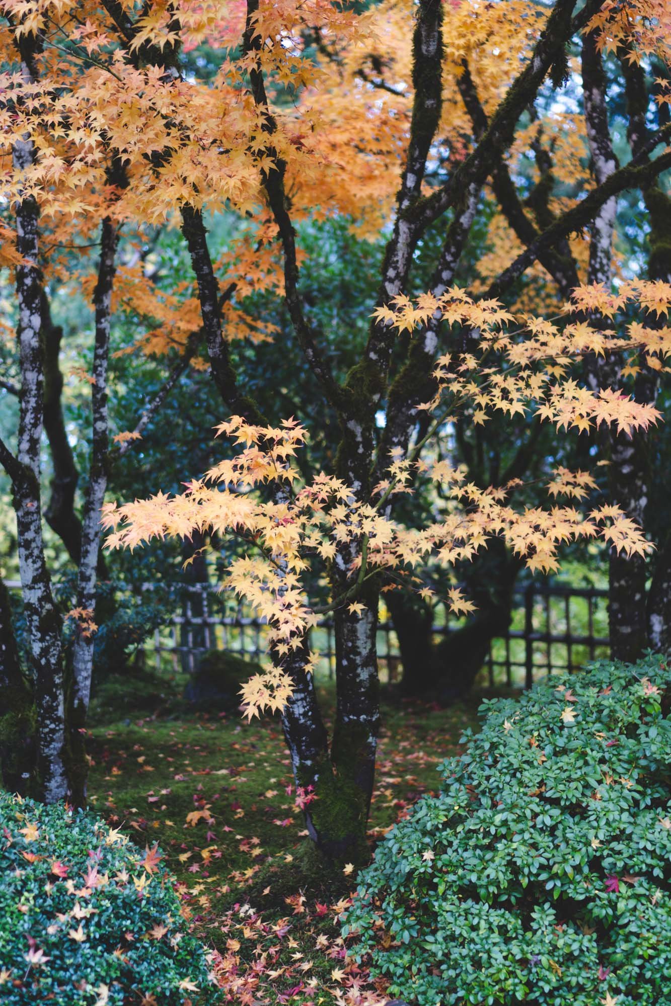 Portland Japanese Garden - 11042023 13 - web.jpg