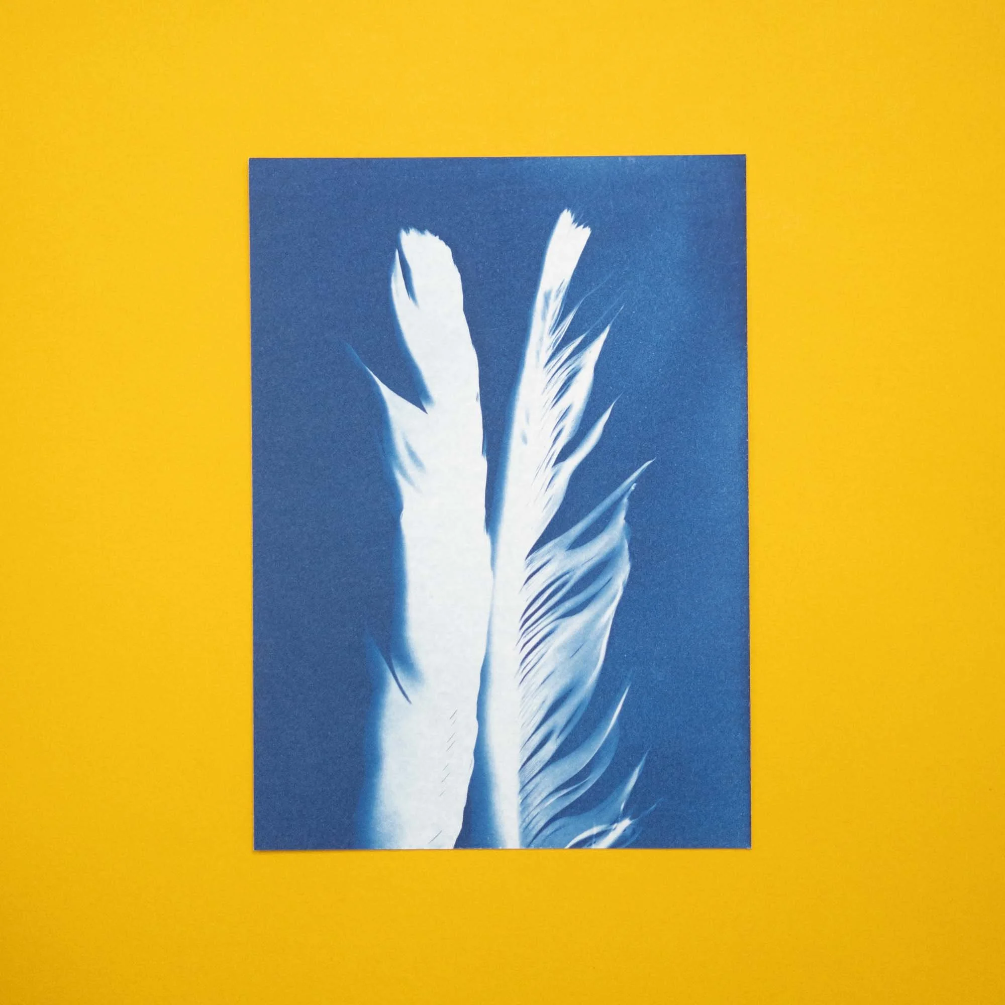 Bird feathers cyanotype