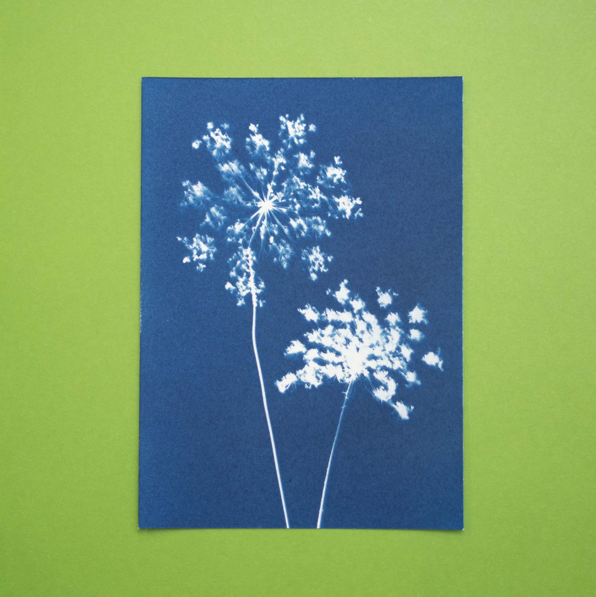Botanical Cyanotype (25B21) (Original)