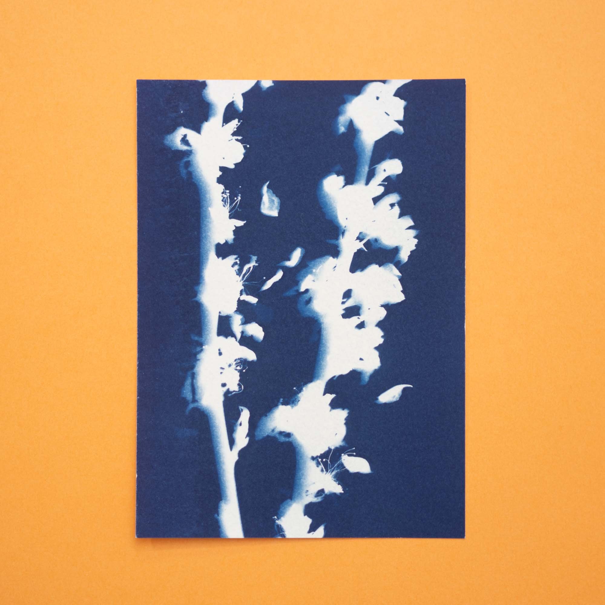 Botanical Cyanotype (25B12) (Original)
