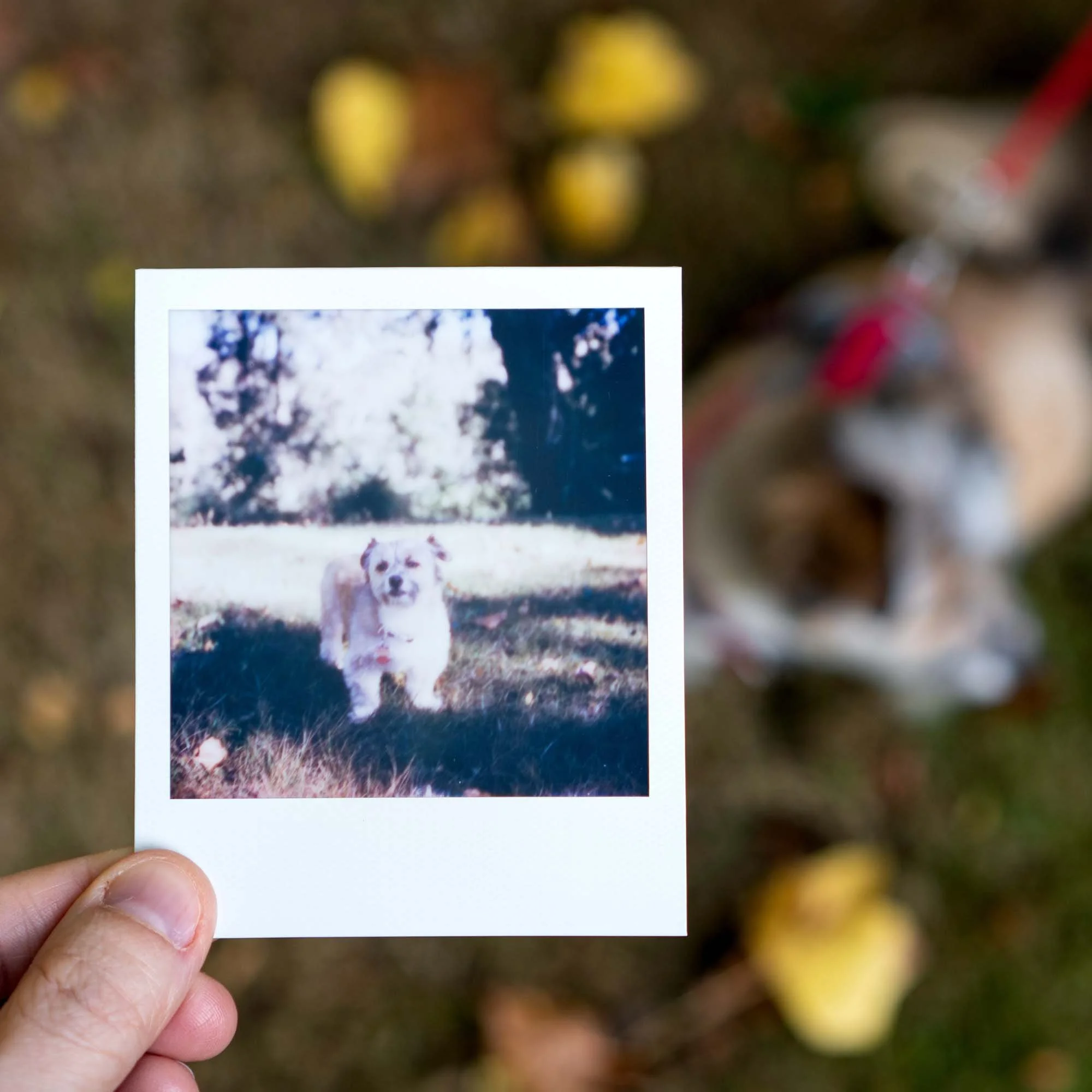 Polaroid Week Autumn 2022 - Day 05 Photo 01