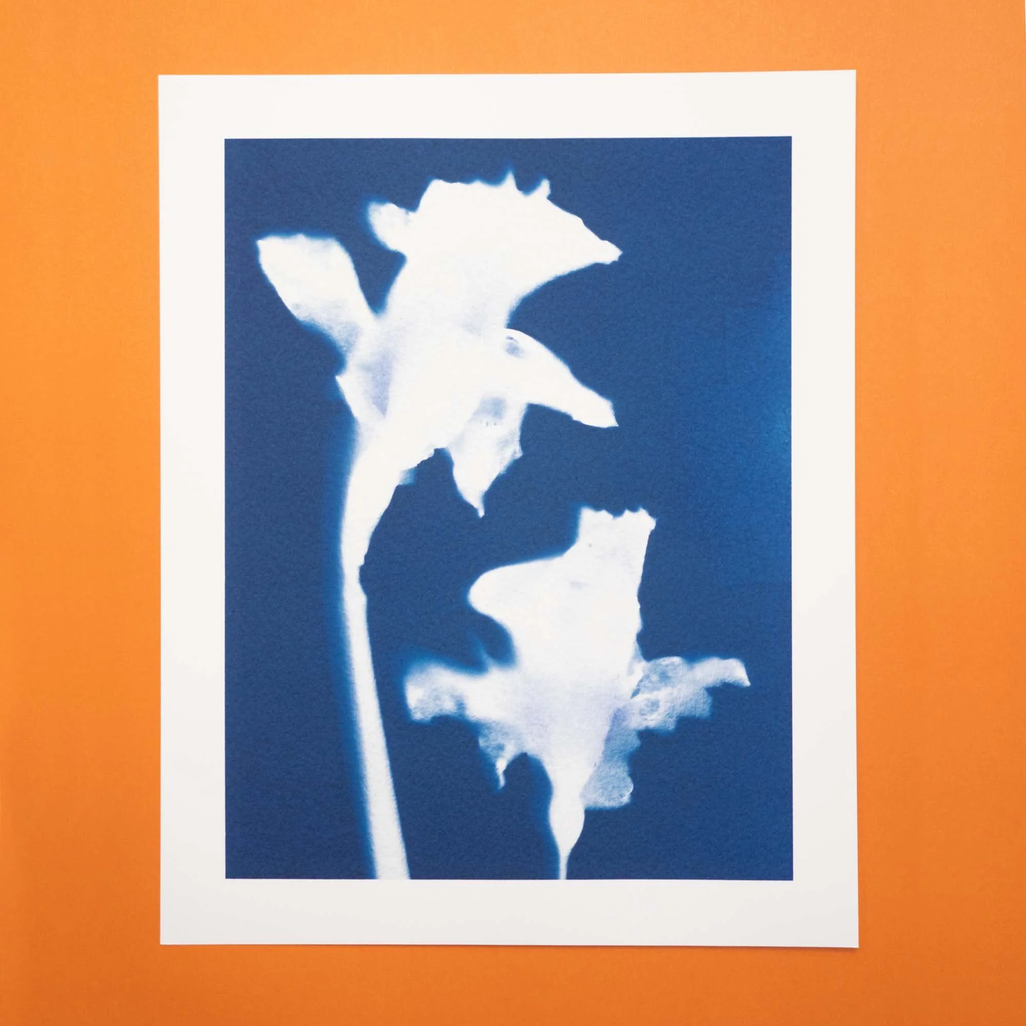 Cyanotype art print
