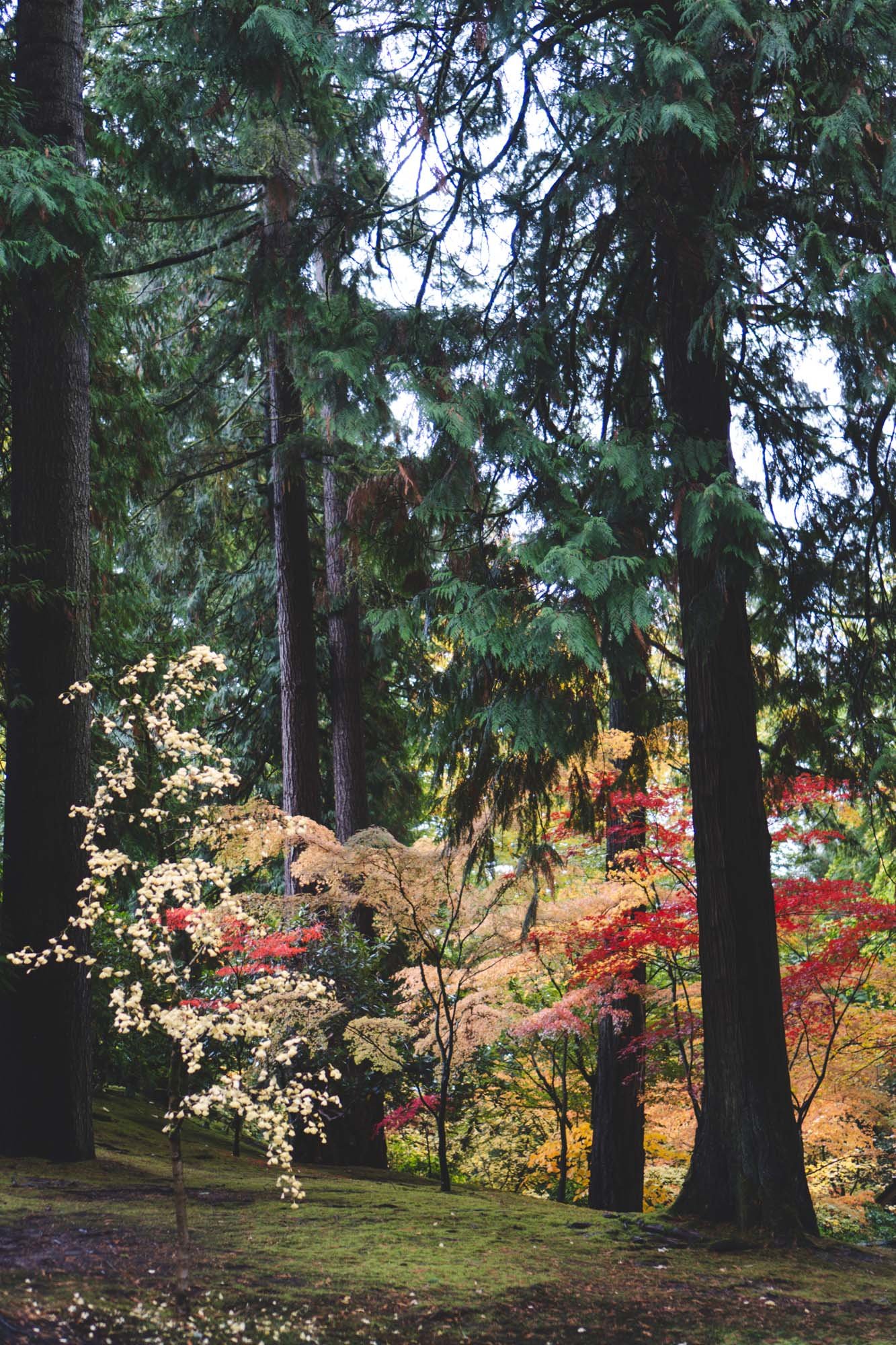 Portland Japanese Garden - 11042023 17 - web.jpg