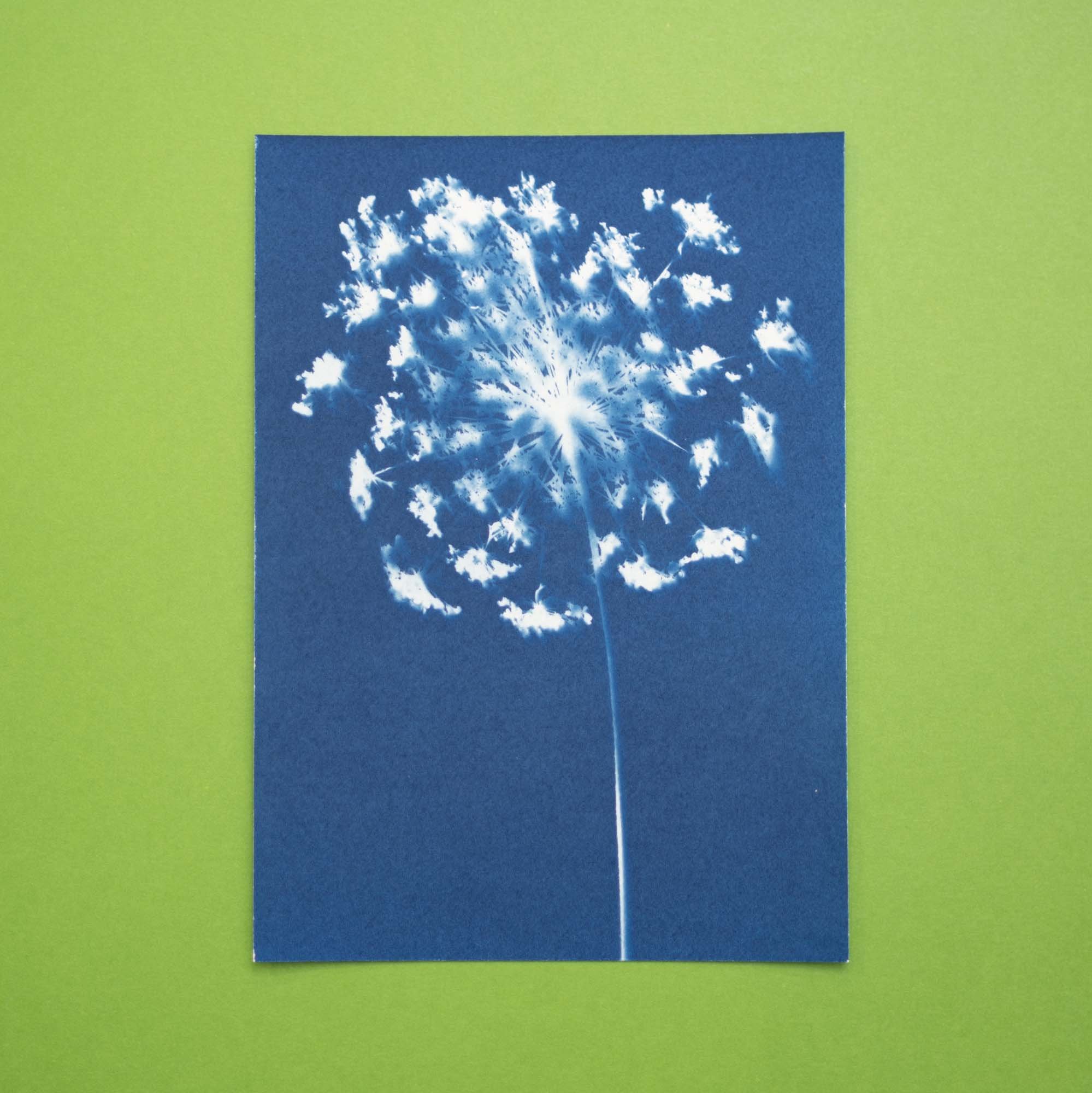 Botanical Cyanotype (25B22) (Original)