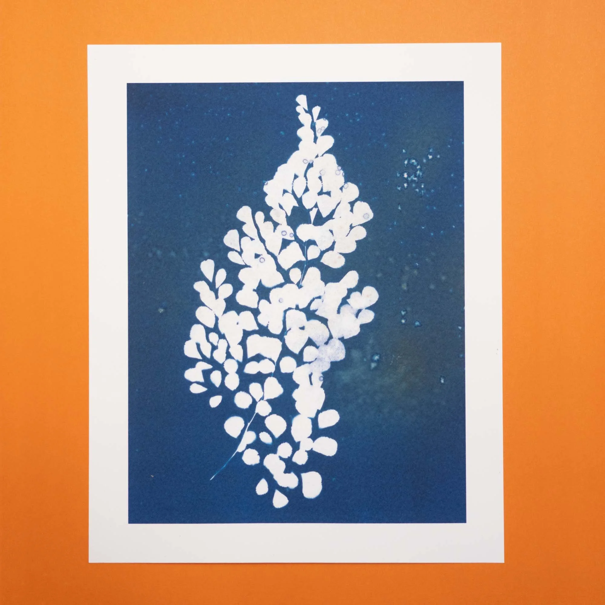 Cyanotype art print