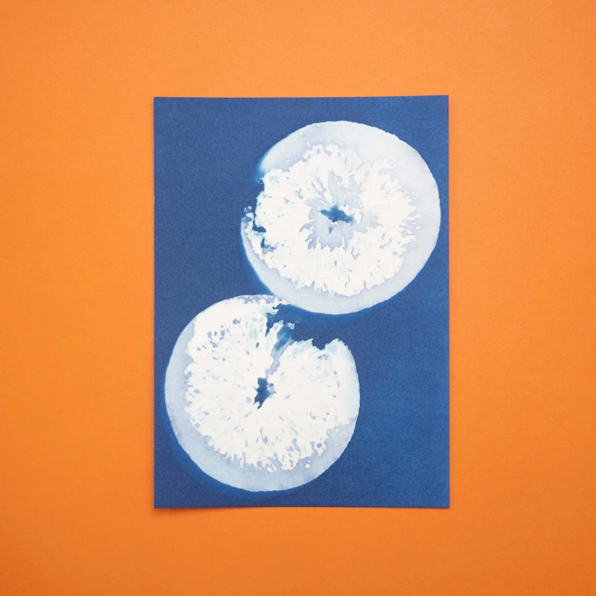 Botanical cyanotype