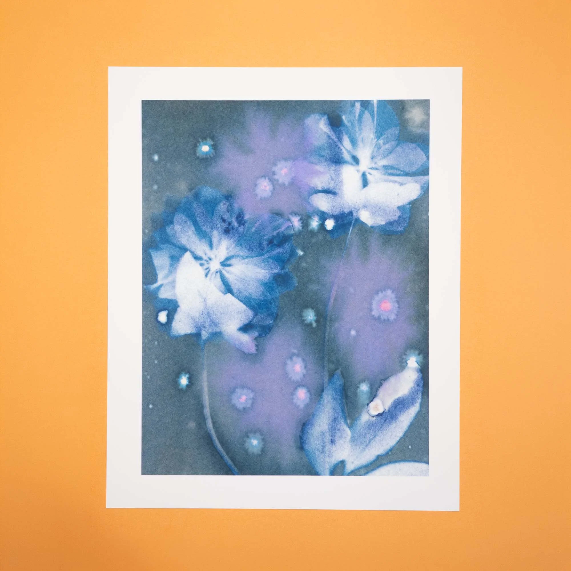 Cyanotype Art Print (Q) - Hellebore