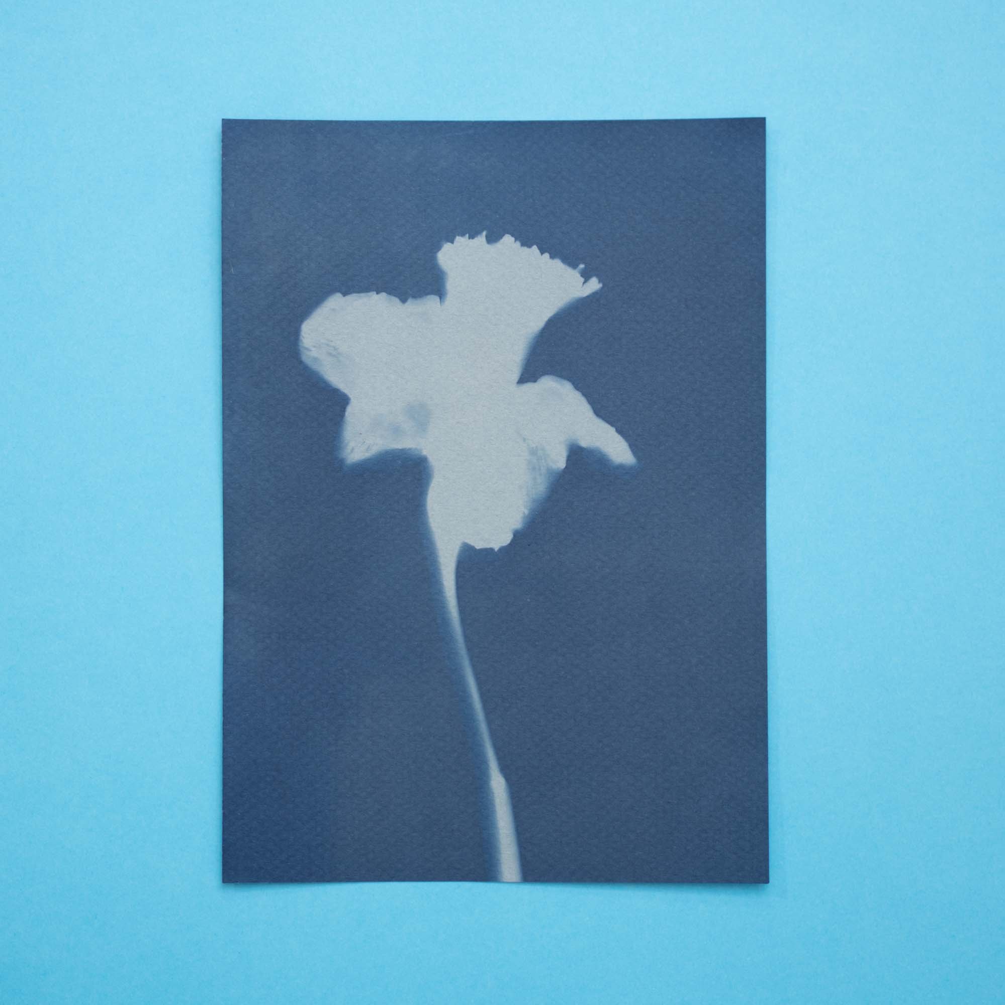 Botanical Cyanotype (25B14) (Original)