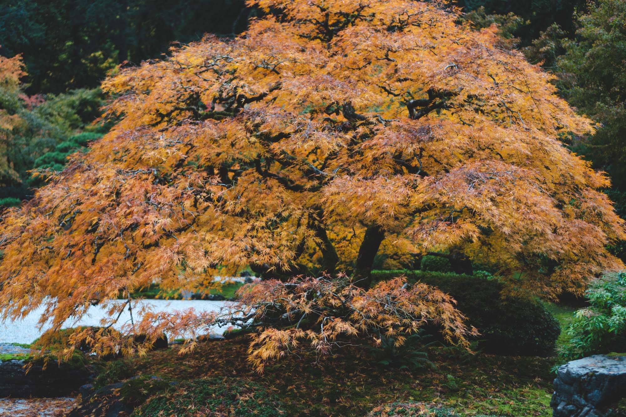 Portland Japanese Garden - 11042023 21 - web.jpg