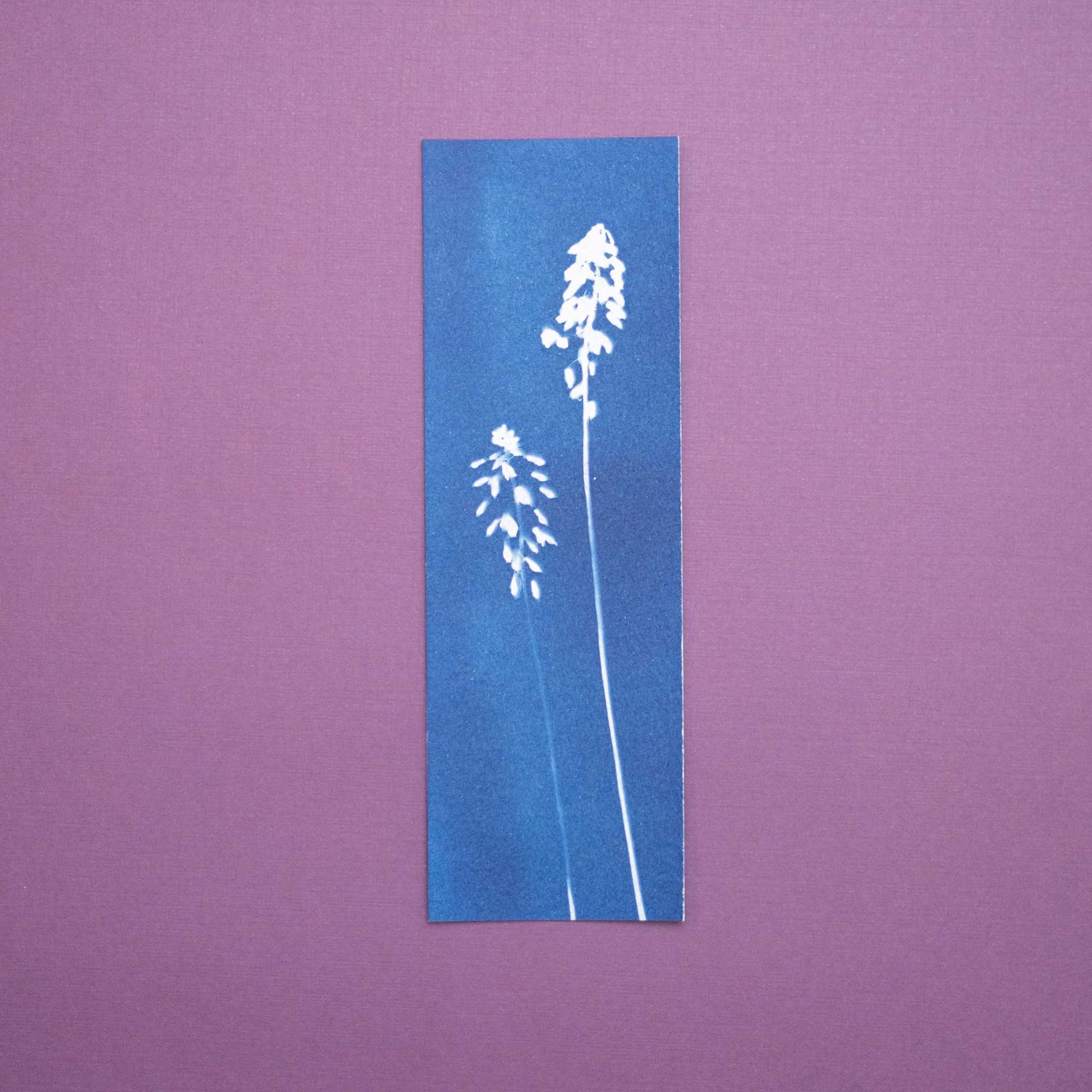Botanical cyanotype