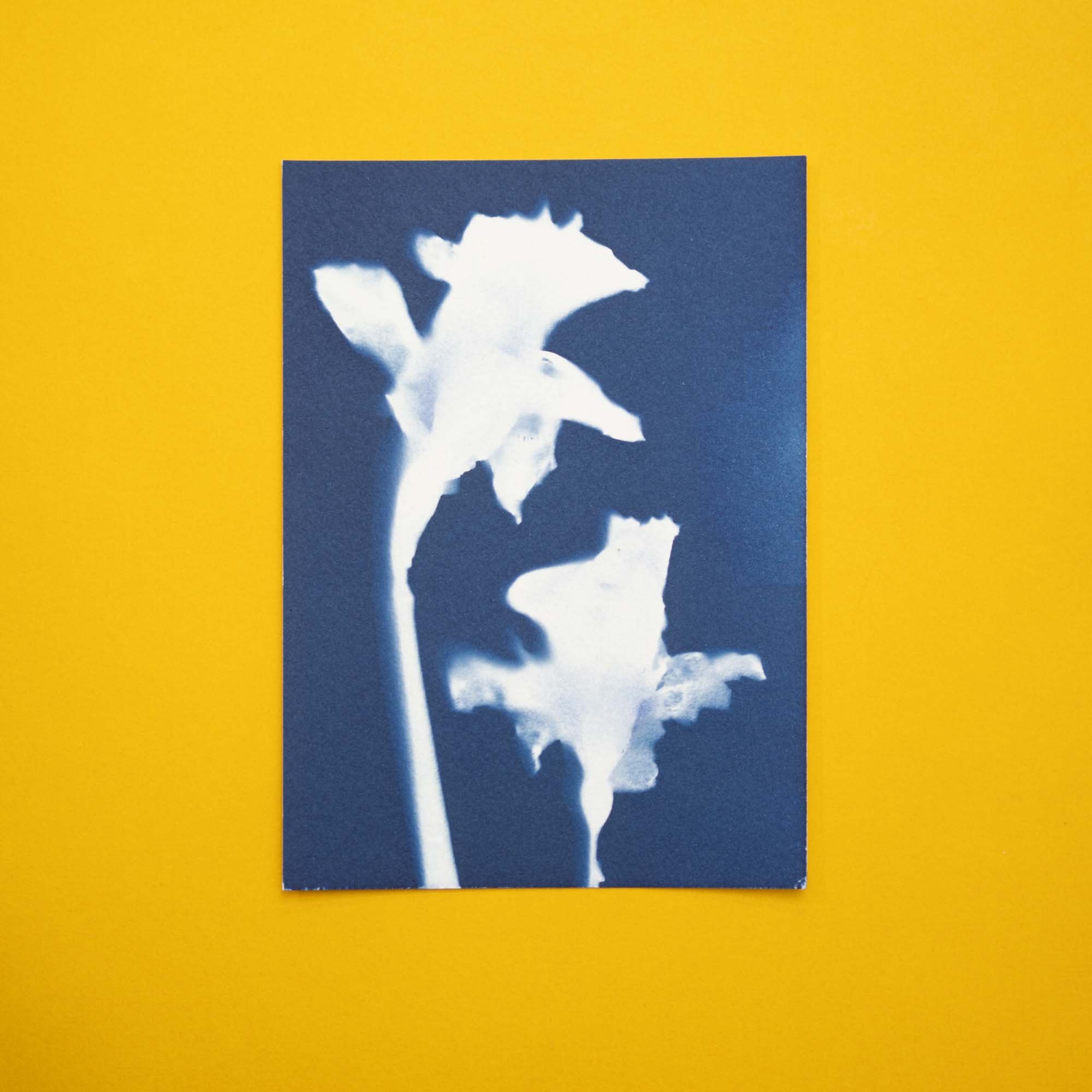 Botanical Cyanotype (25B04) (Original)