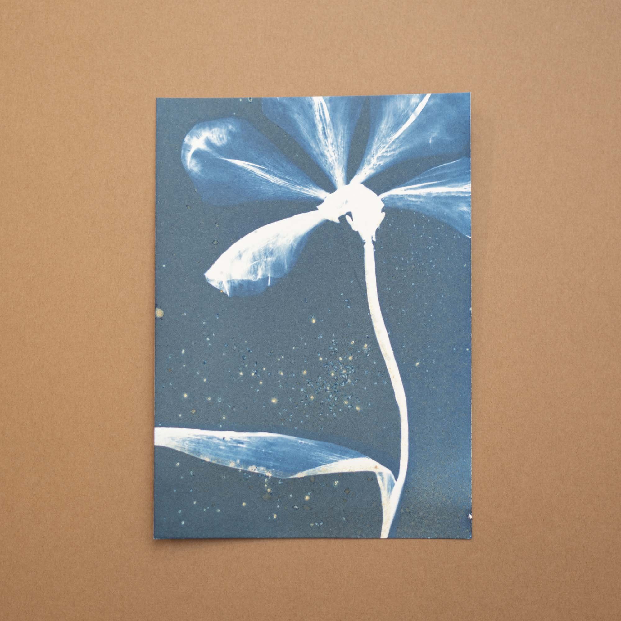 Botanical Cyanotype (25B25) (Original)