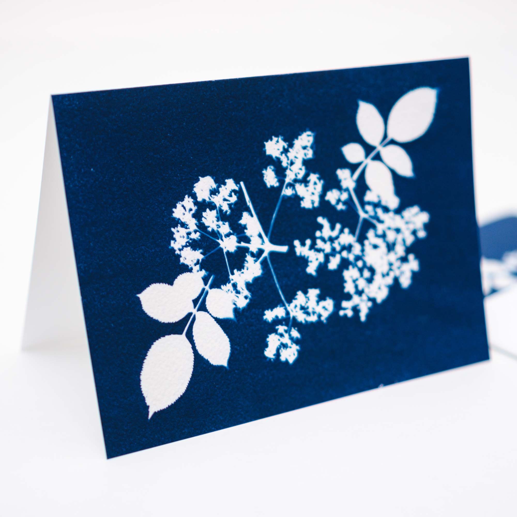 Cyanotype Notecard Set