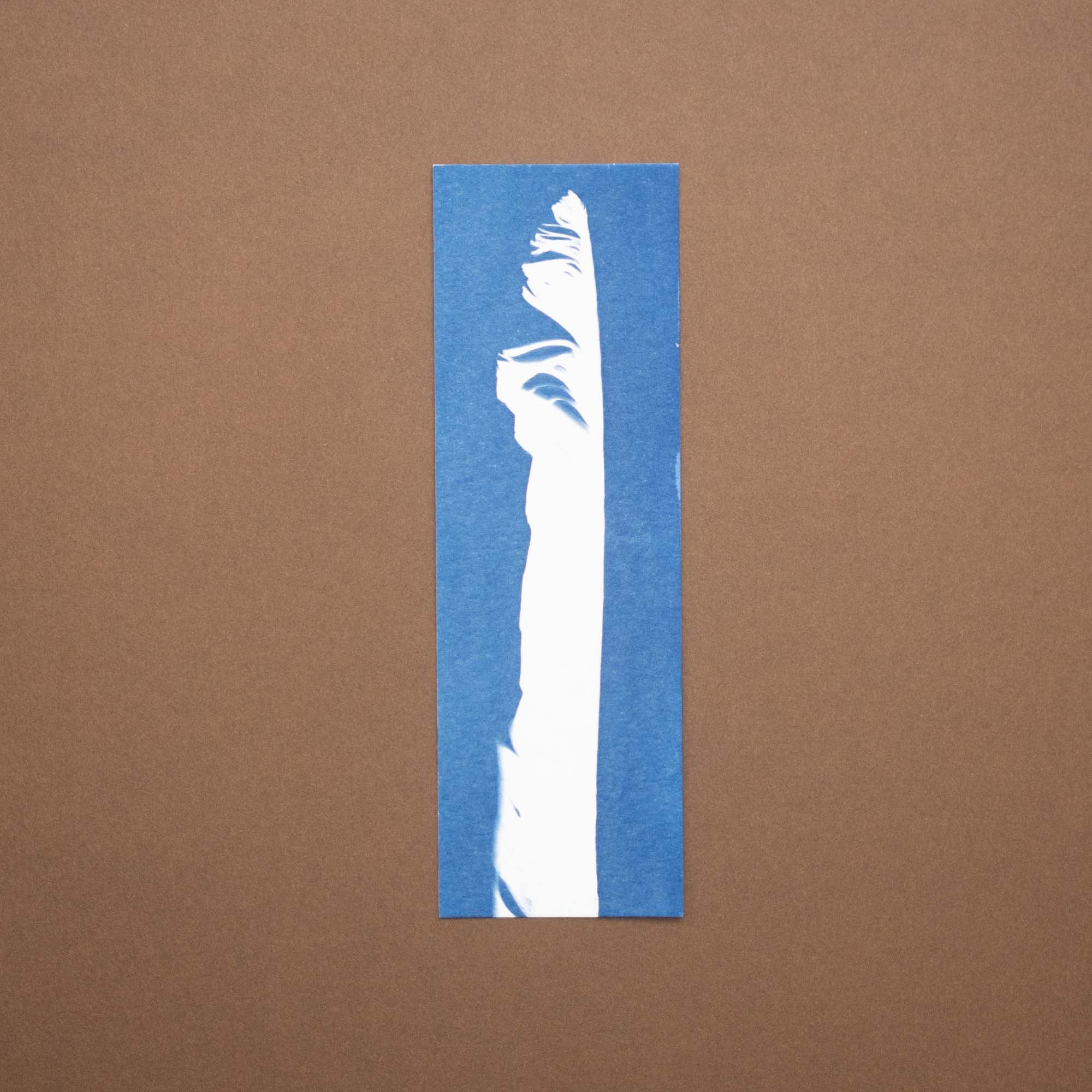 Bird feather cyanotype