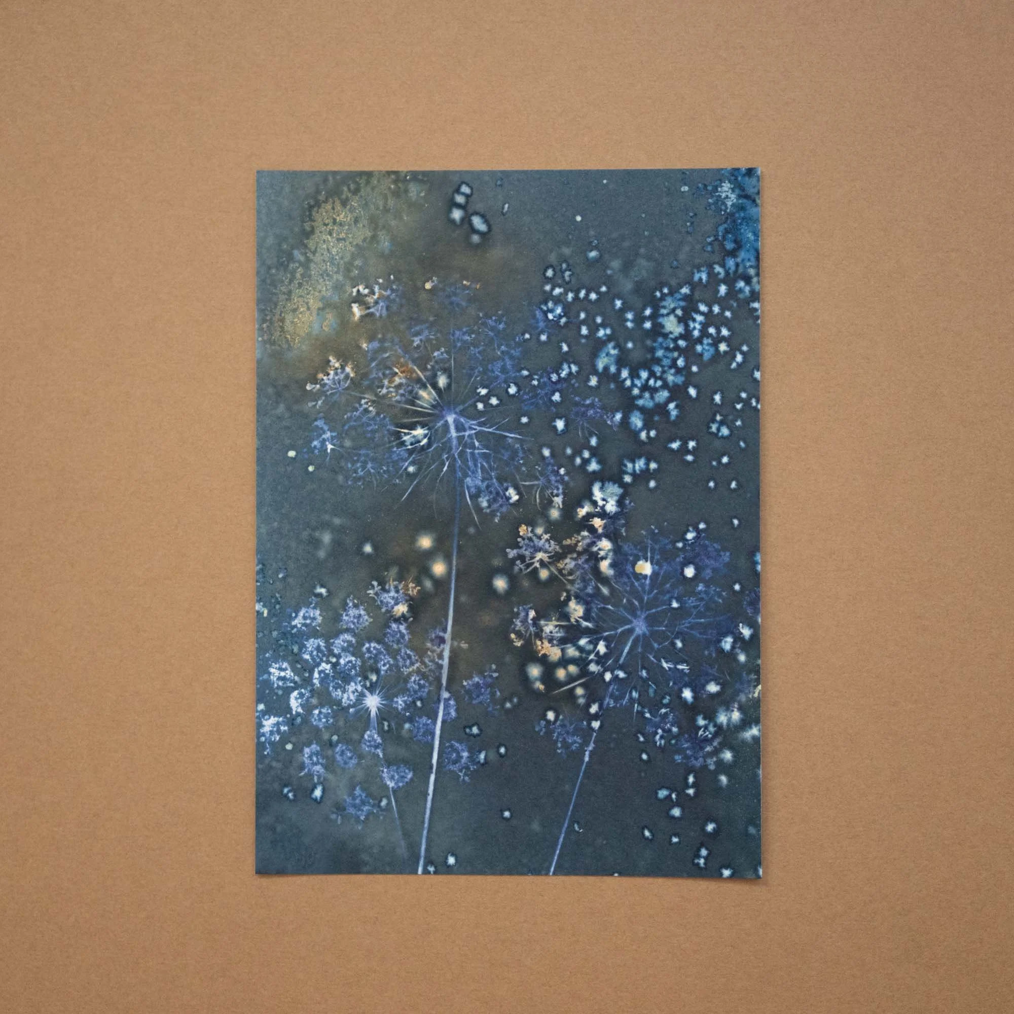 Queen Anne's Lace Wet Cyanotype