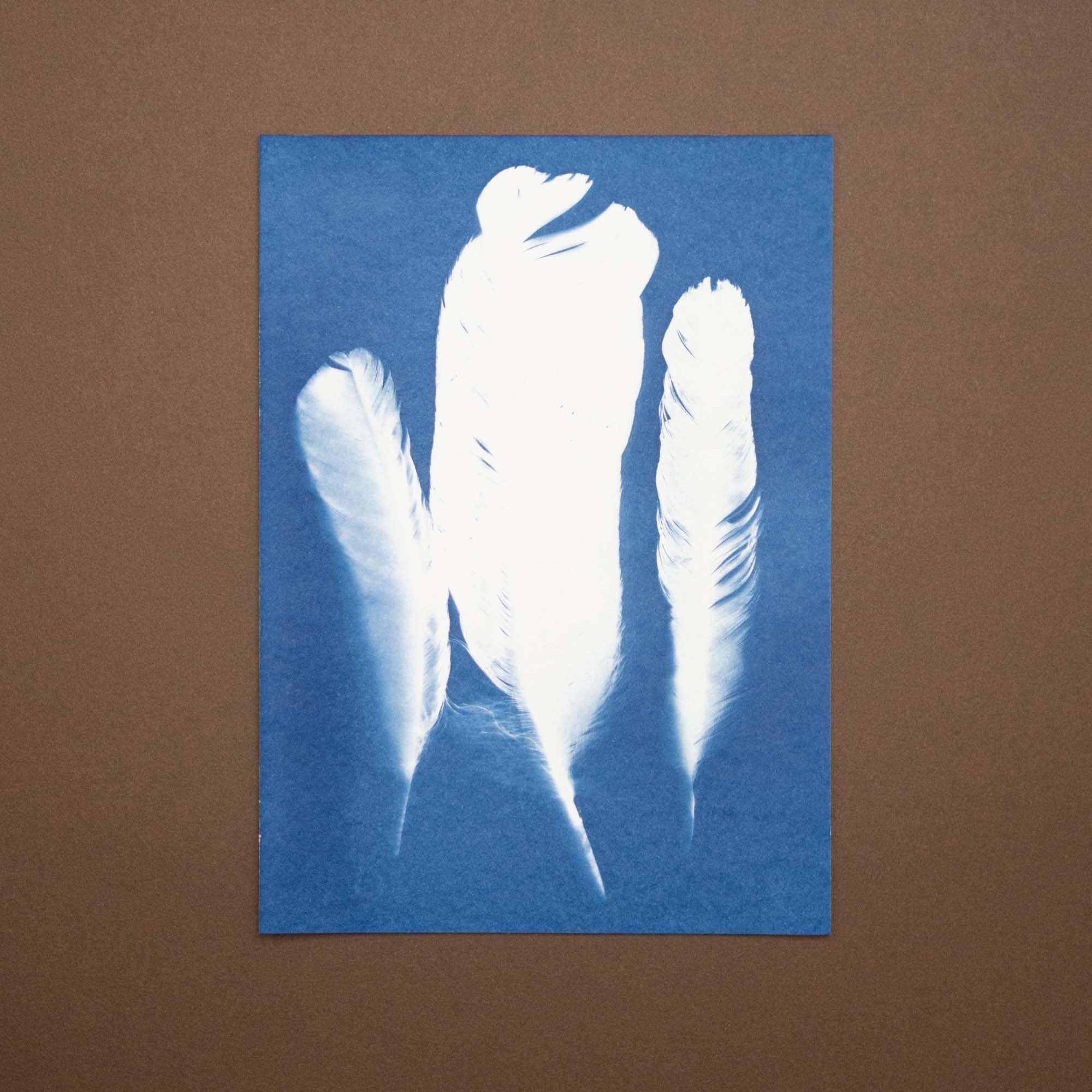 Bird feathers cyanotype