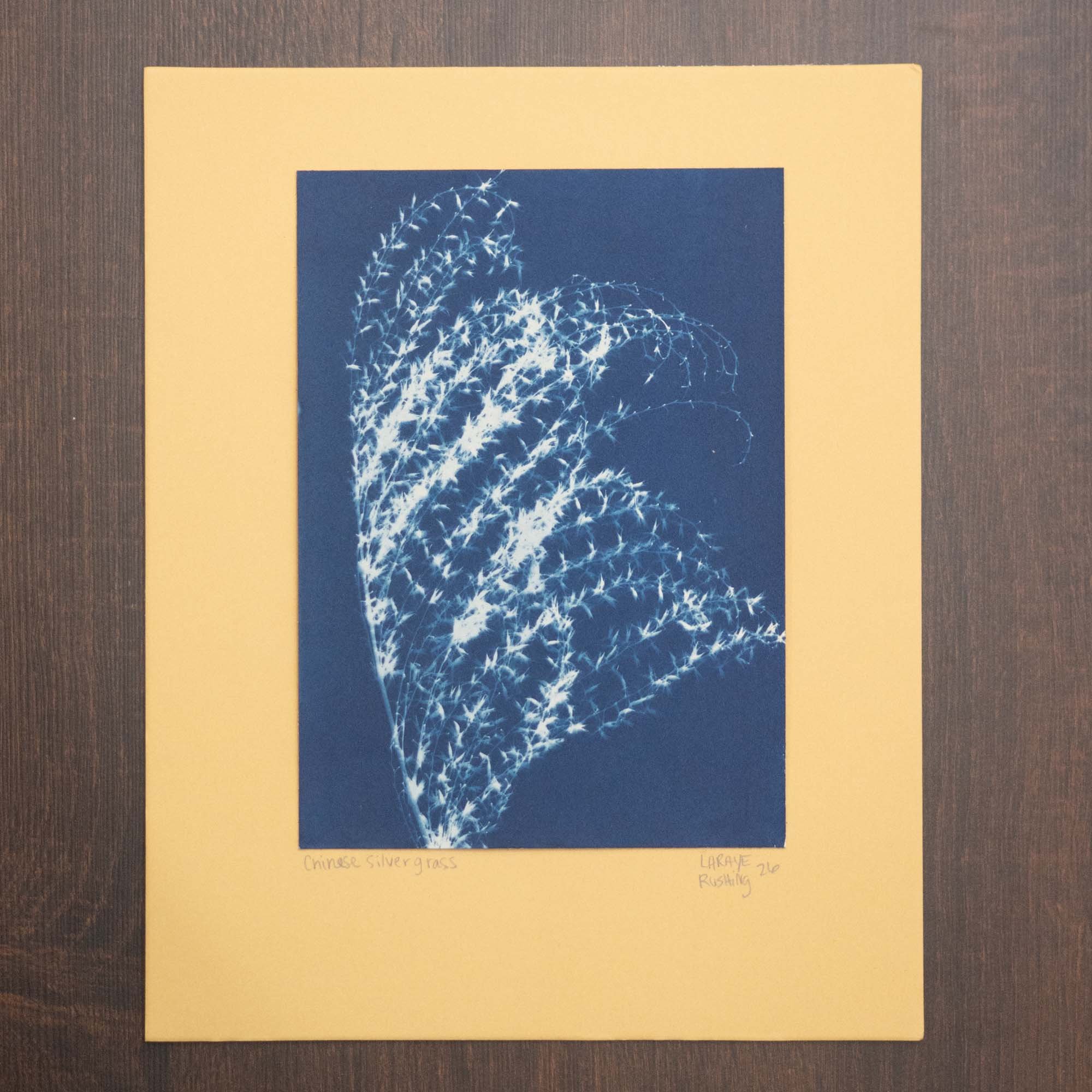 Botanical cyanotype mounted on a colored mat