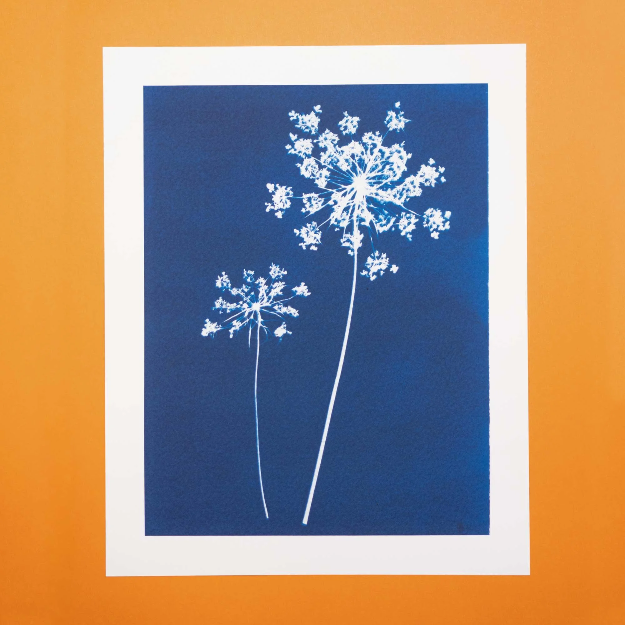Cyanotype art print