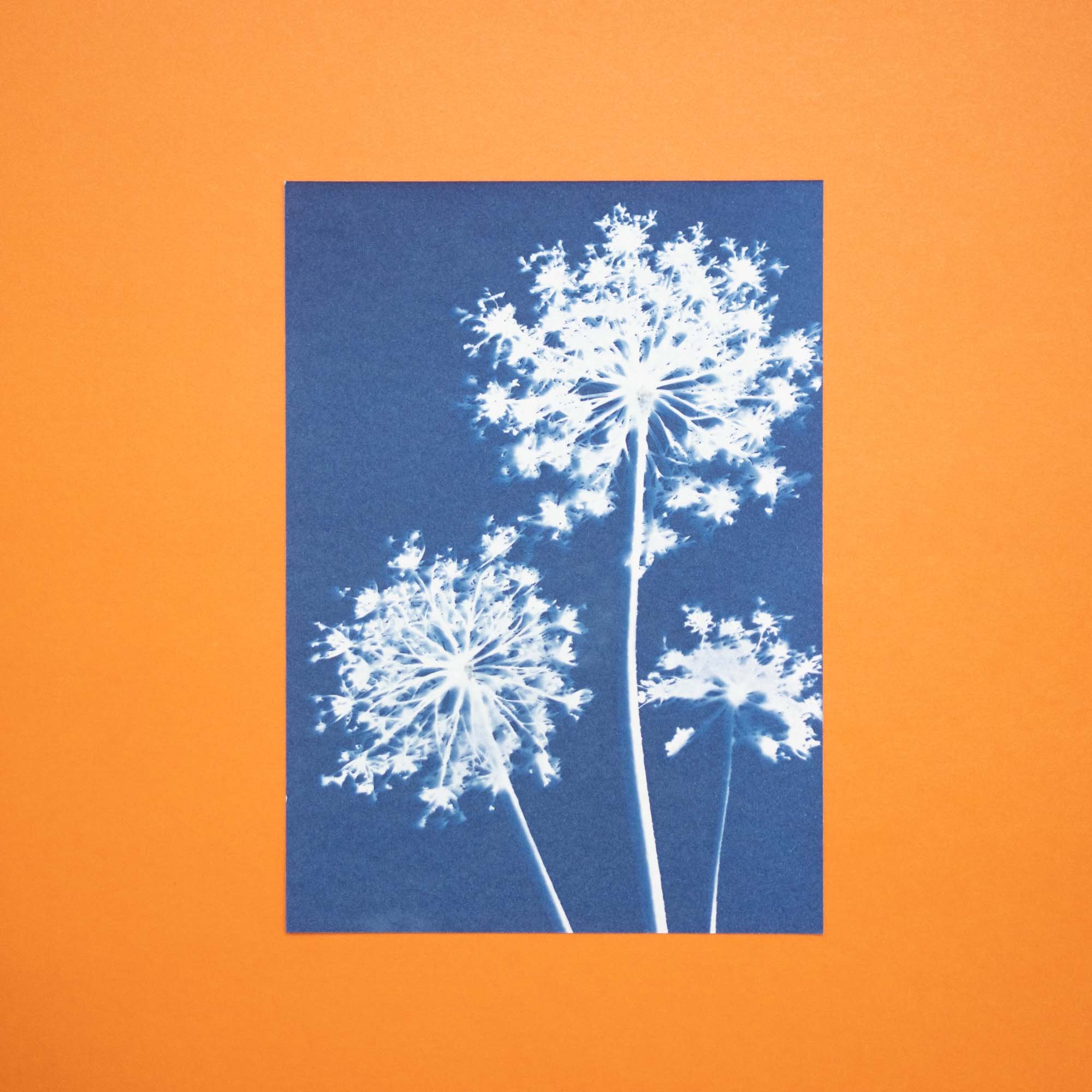 Botanical cyanotype