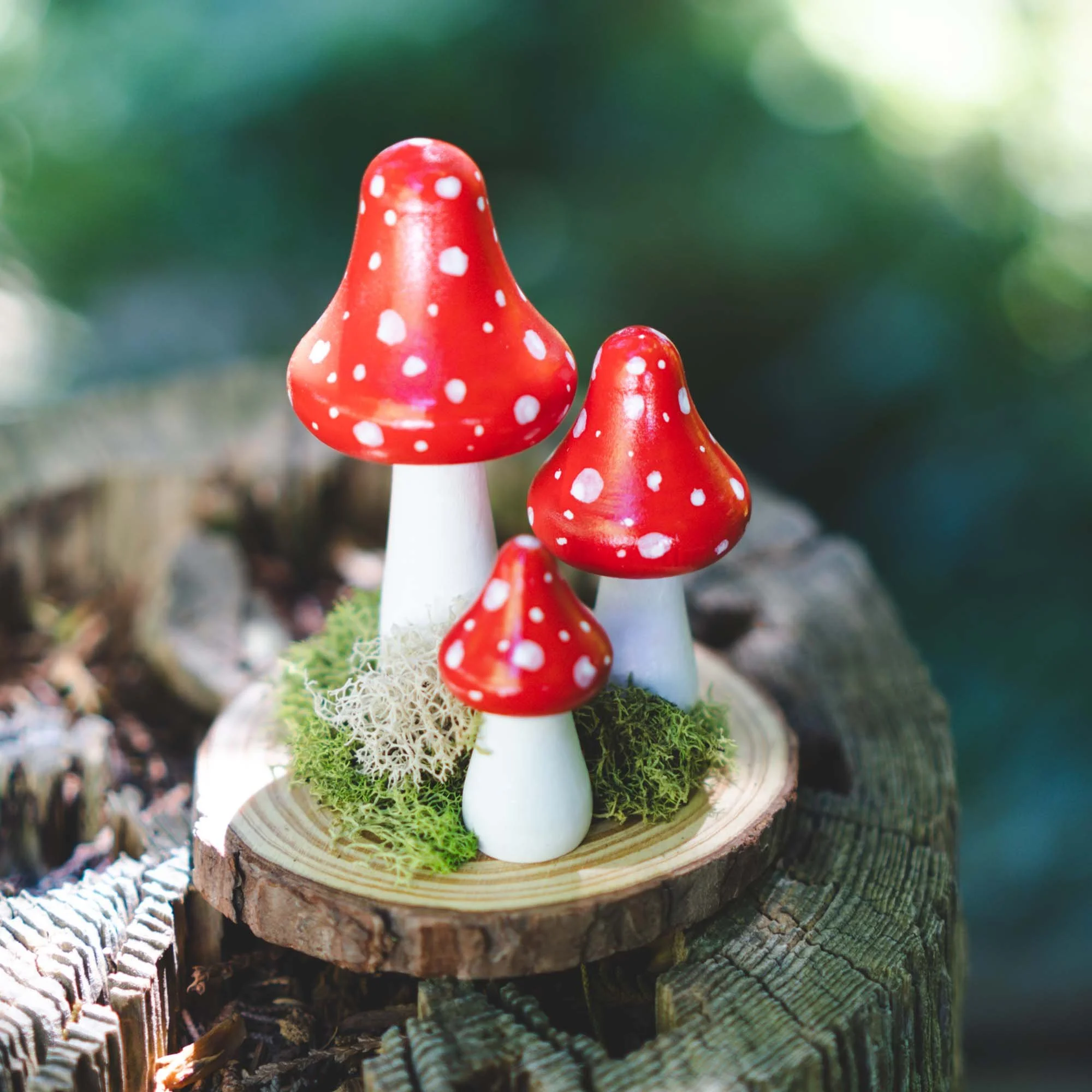 Mini Mushroom Garden