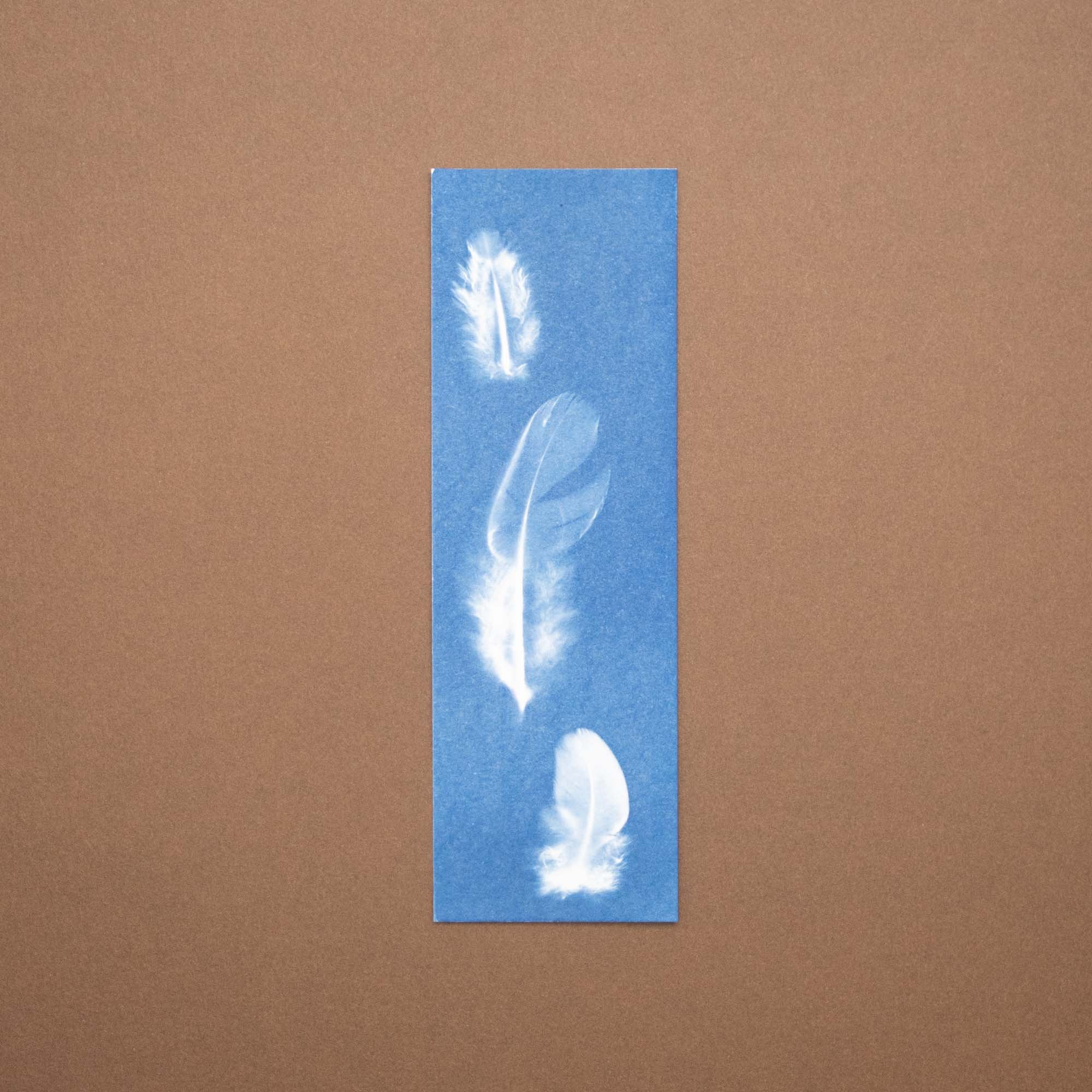 Bird feathers cyanotype
