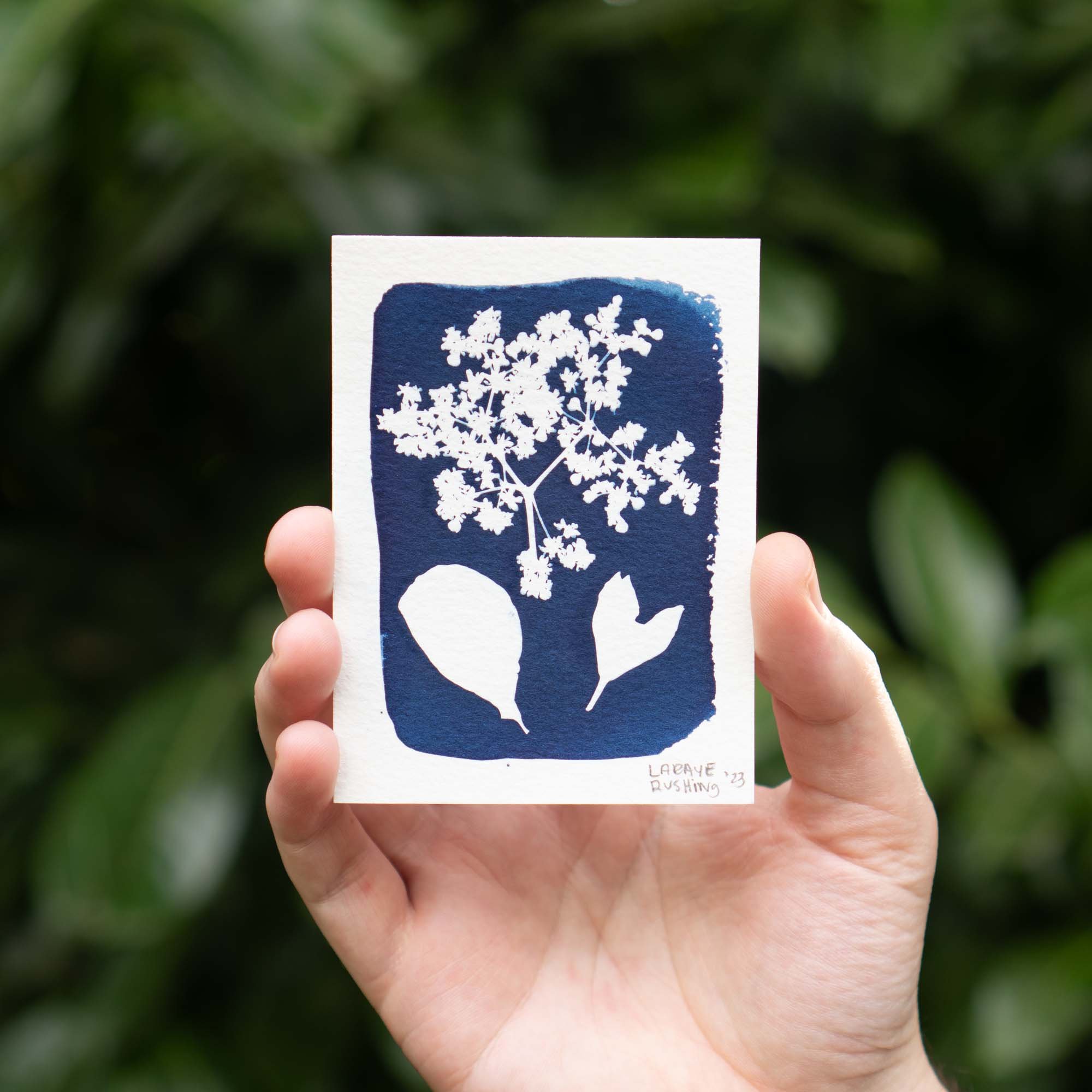 Botanical Cyanotype
