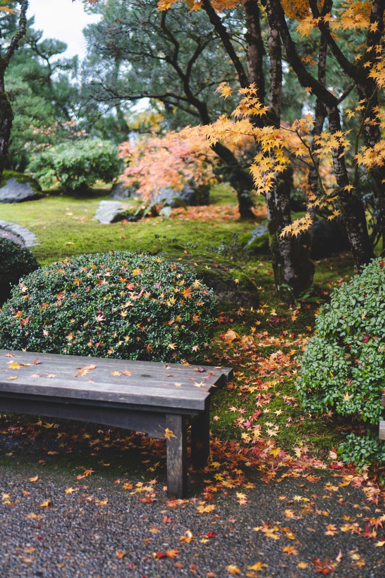 Portland Japanese Garden - 11042023 25 - web.jpg