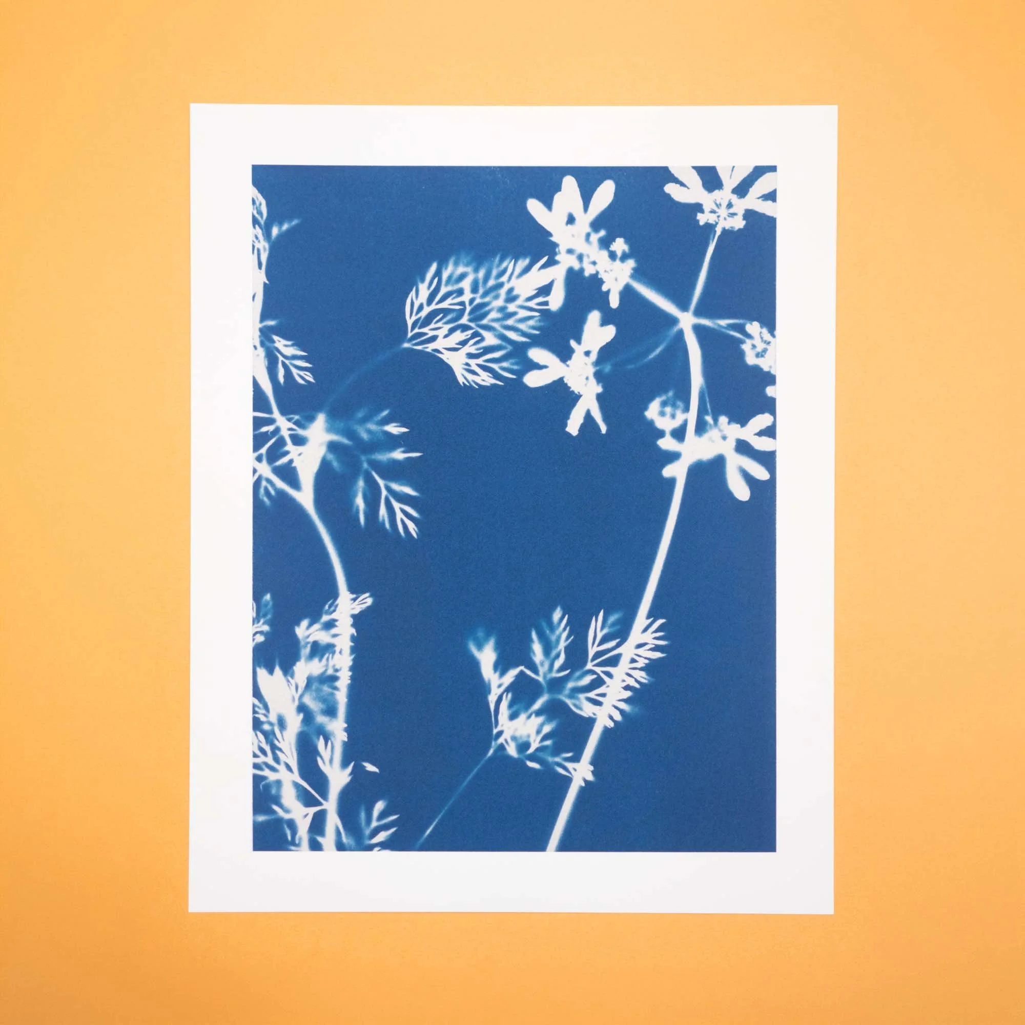 Cyanotype Art Print (O) - Orlaya