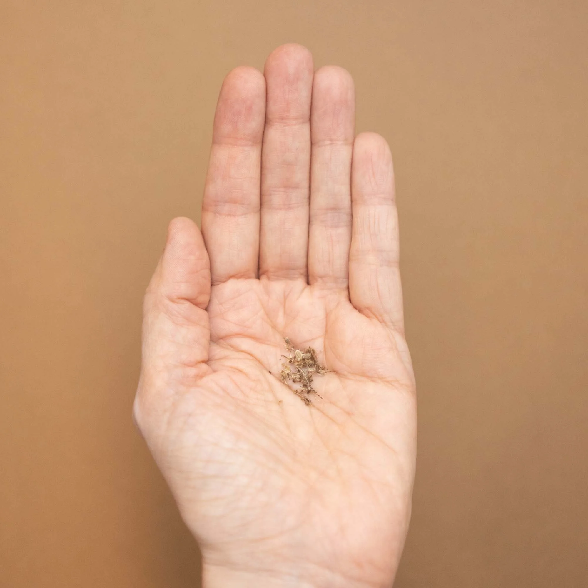 Hand holding Queen Anne's Lace seeds