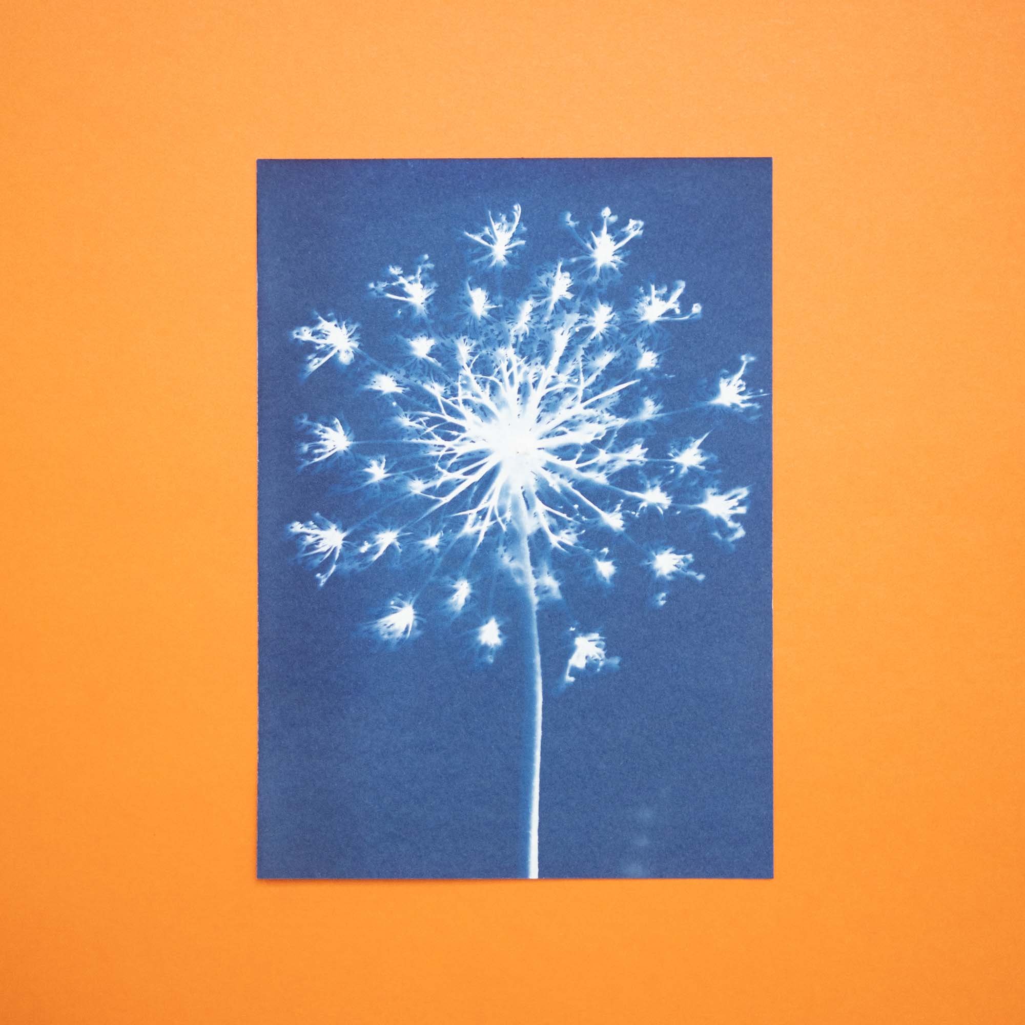 Botanical cyanotype