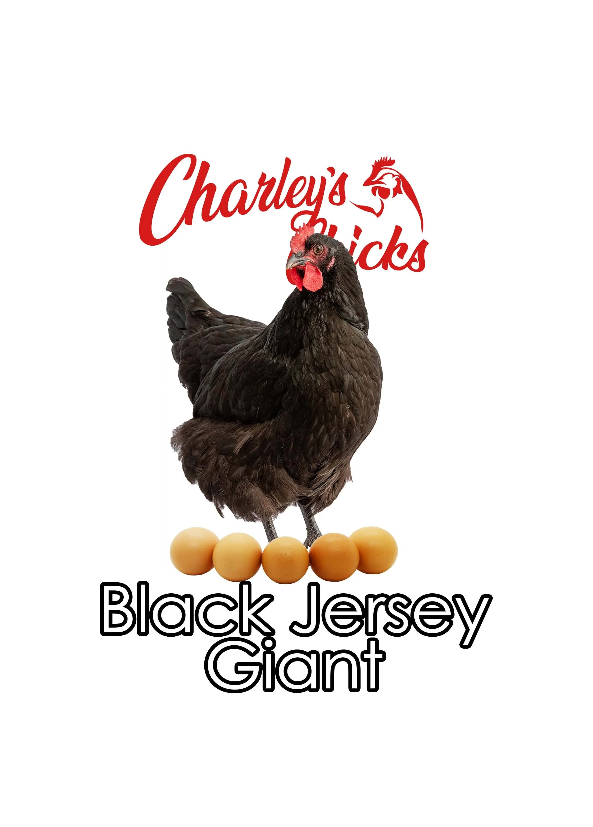 Black Jersey Giant - April 18 Pickup